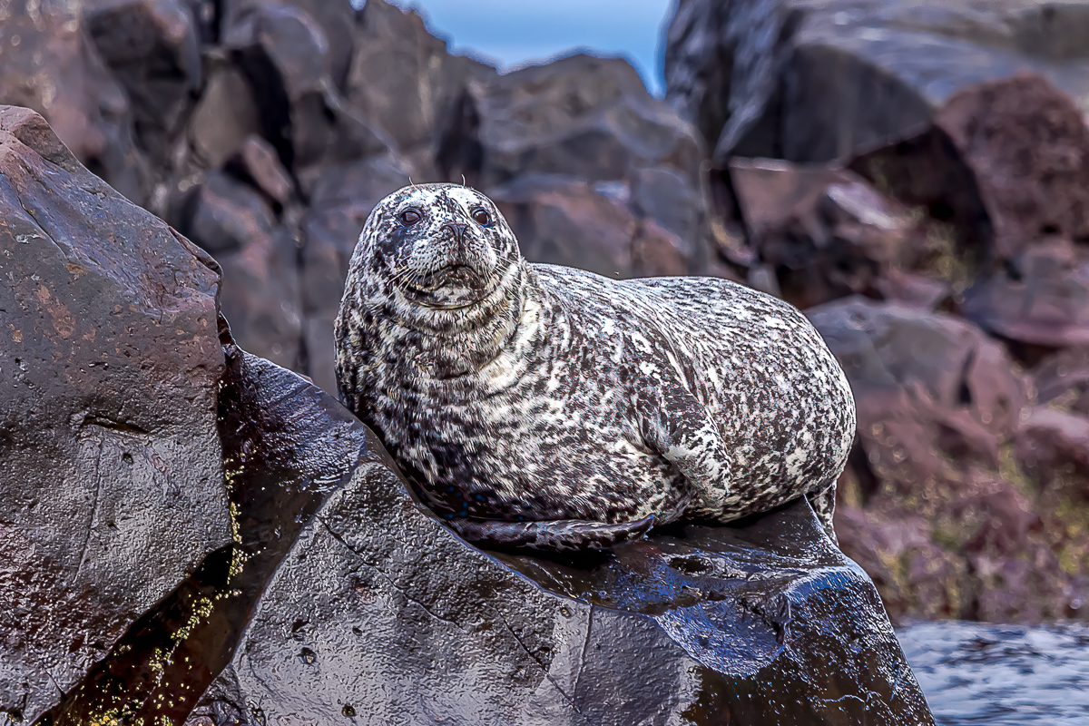 Итуруп и Кунашир. Путешествие на другую планету. (130/193)
