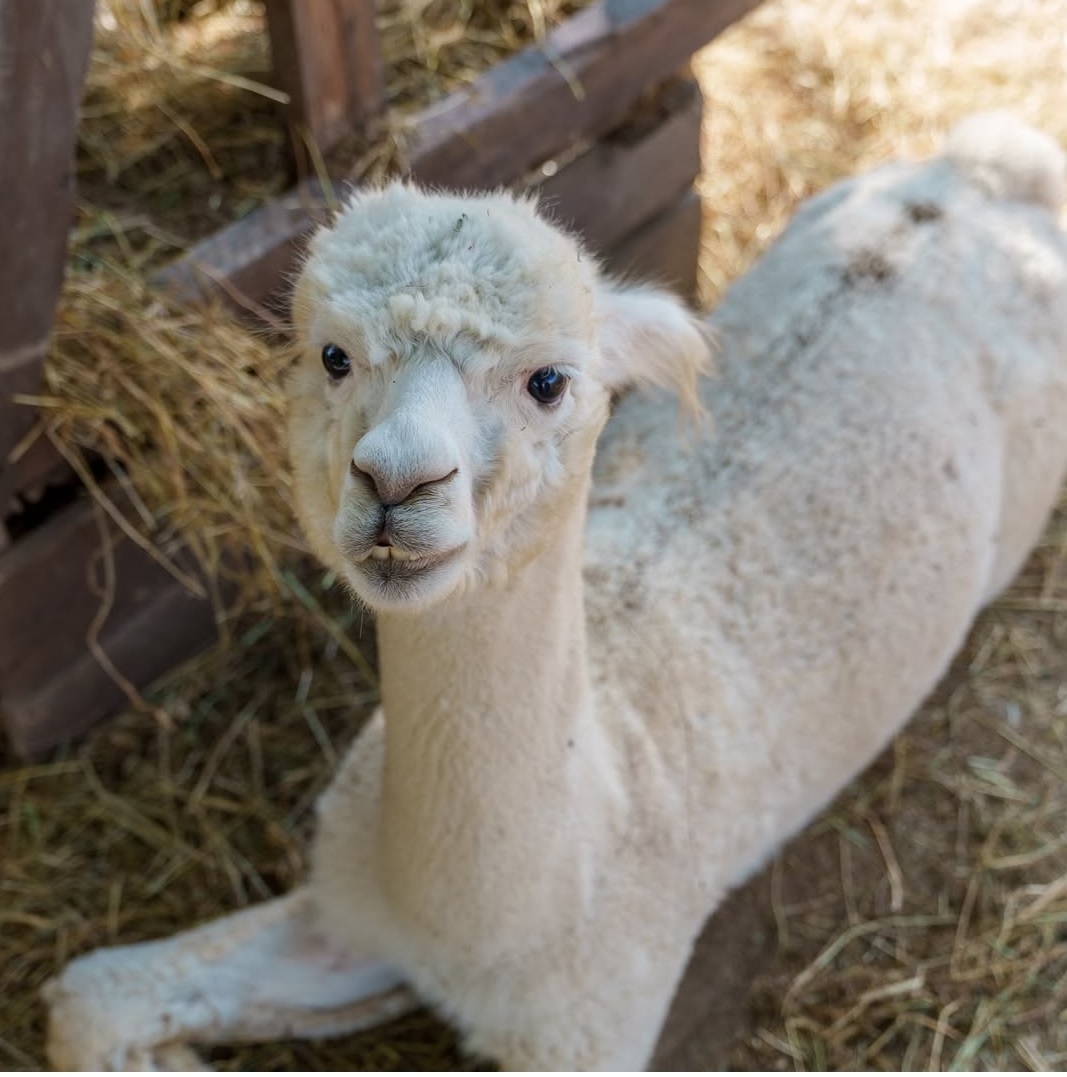 Азербайджан за 2 дня: от Лагича до горы Туфандаг, винные дегустации, альпаки канатка (2/41)
