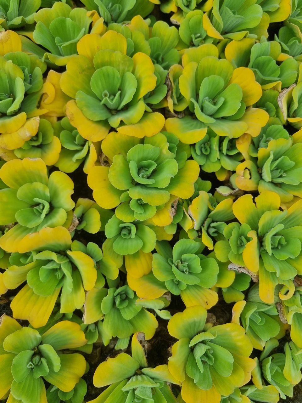 Активация Чувствования себя - Ретрит, меняющий Жизнь (6/12)