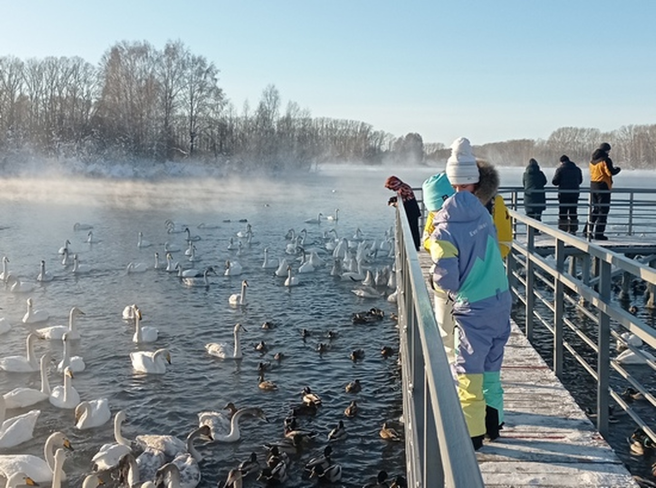Лебединый заказник и дополнительно рекомендуем обед в стиле Гастроботаники (7/13)