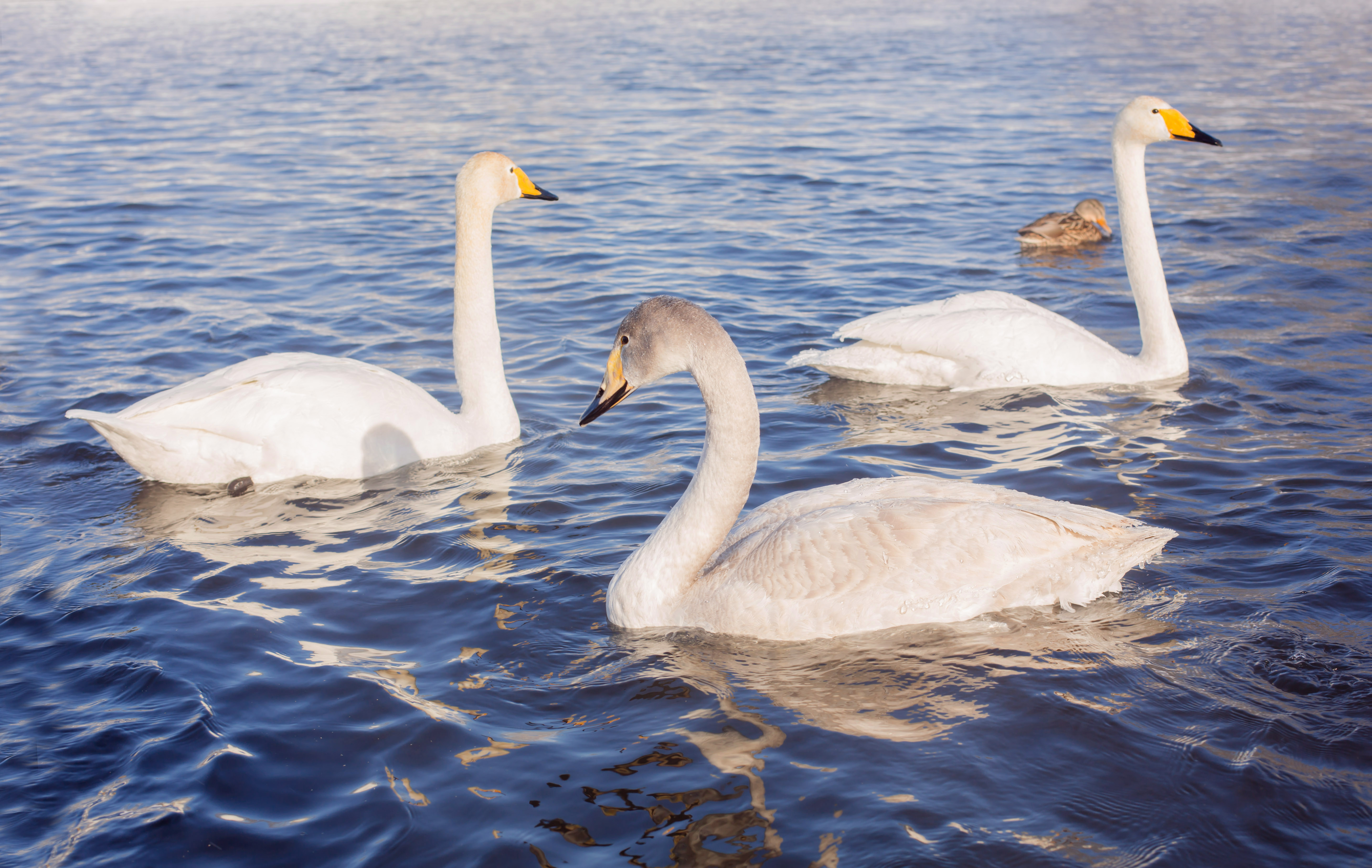 Лебединый заказник и дополнительно рекомендуем обед в стиле Гастроботаники (4/13)
