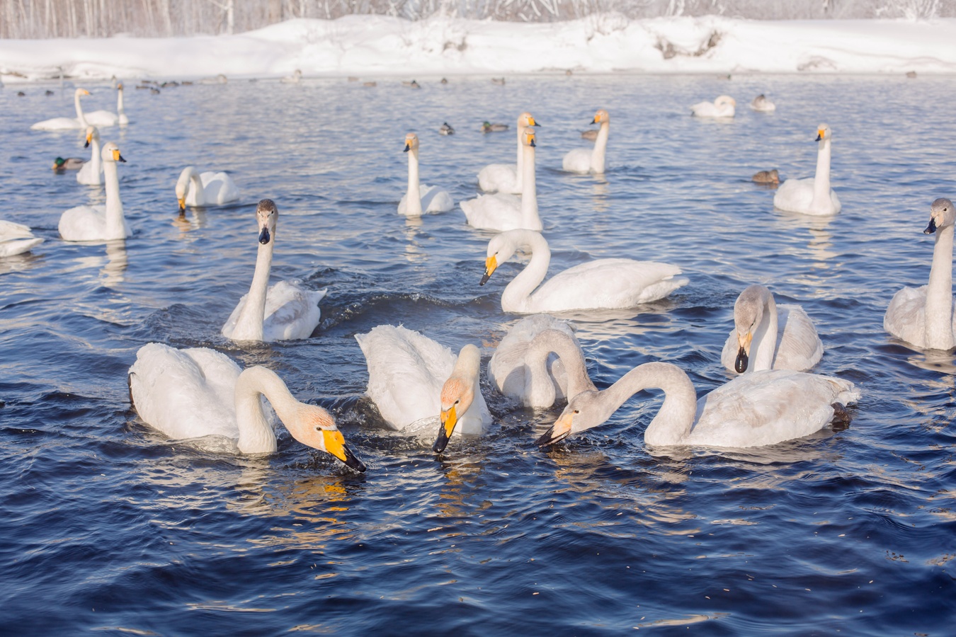 Лебединый заказник и дополнительно рекомендуем обед в стиле Гастроботаники (2/13)