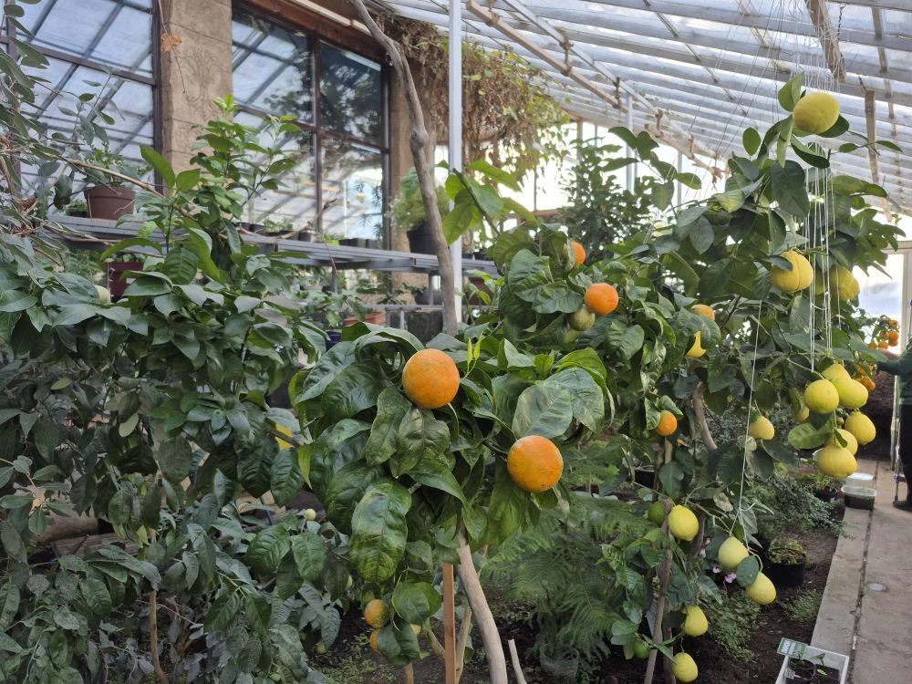 Лебединый заказник и дополнительно рекомендуем обед в стиле Гастроботаники (13/13)