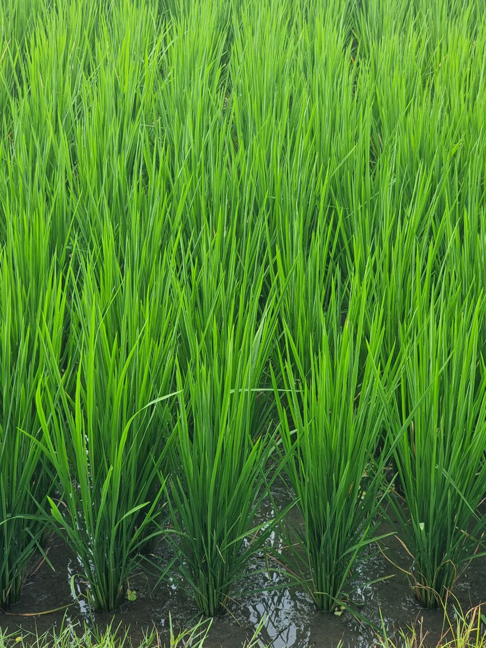 Активация Чувствования себя - Ретрит, меняющий Жизнь (8/12)