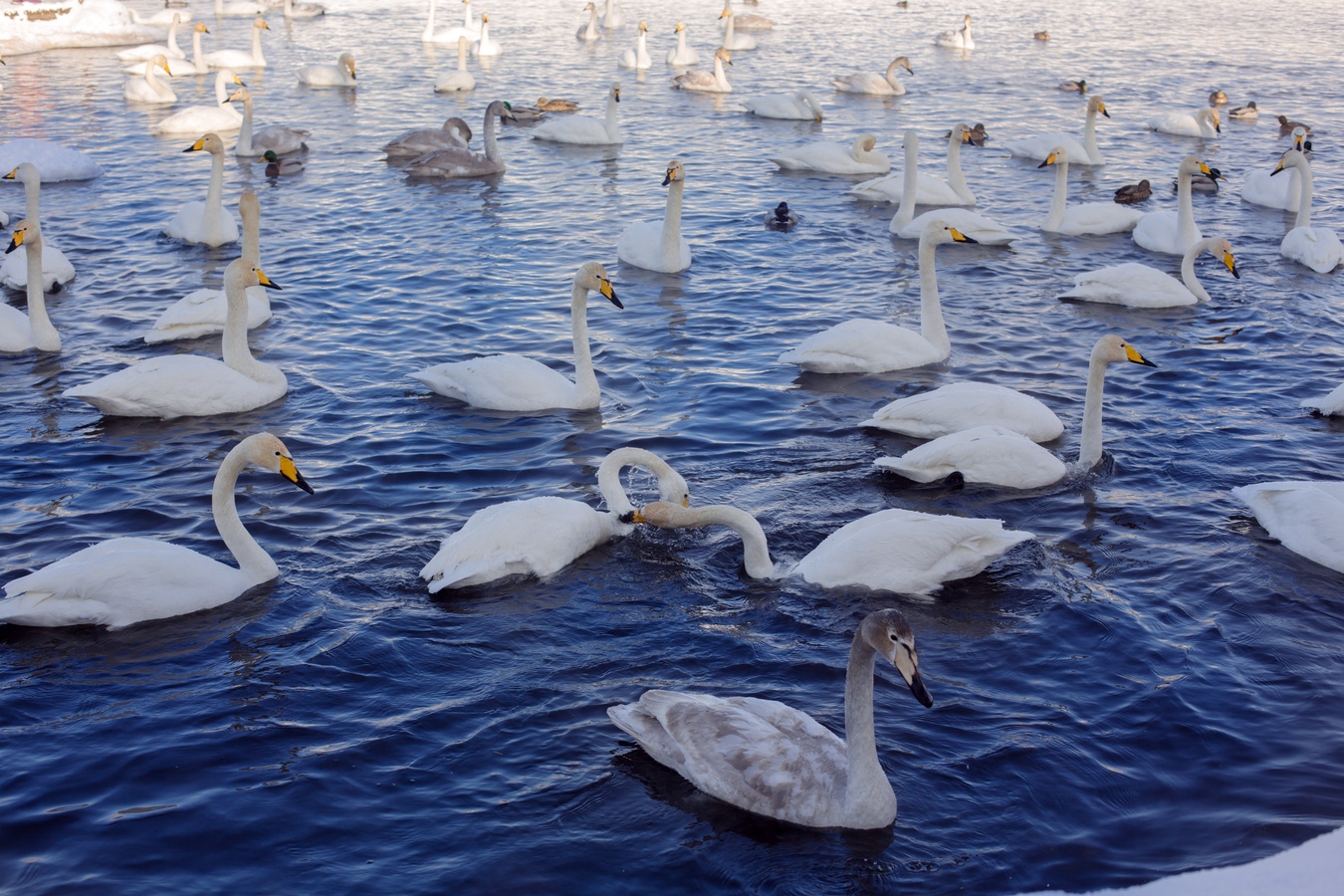 Лебединый заказник и дополнительно рекомендуем обед в стиле Гастроботаники (9/13)