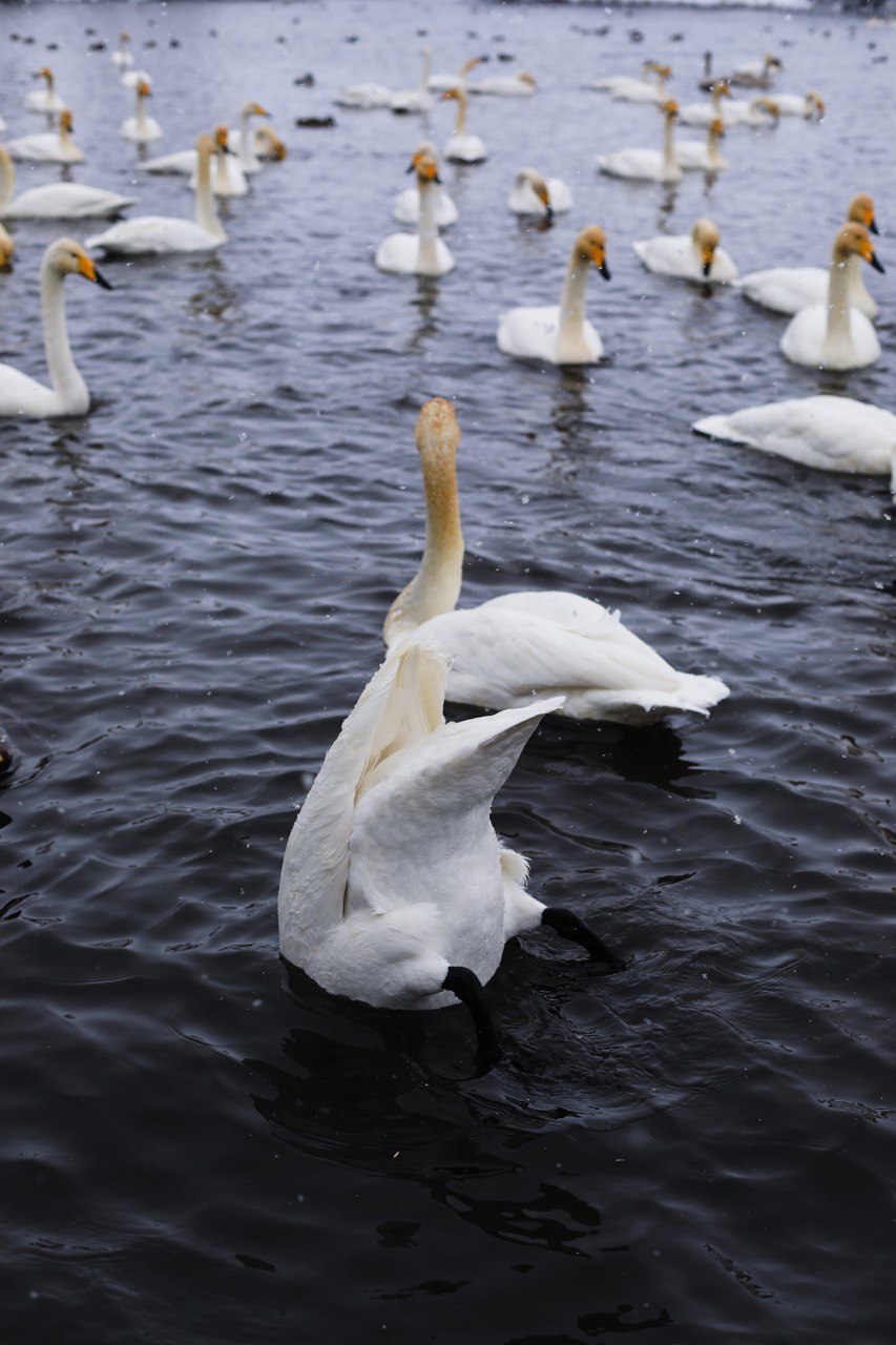 Лебединый заказник и дополнительно рекомендуем обед в стиле Гастроботаники (3/13)