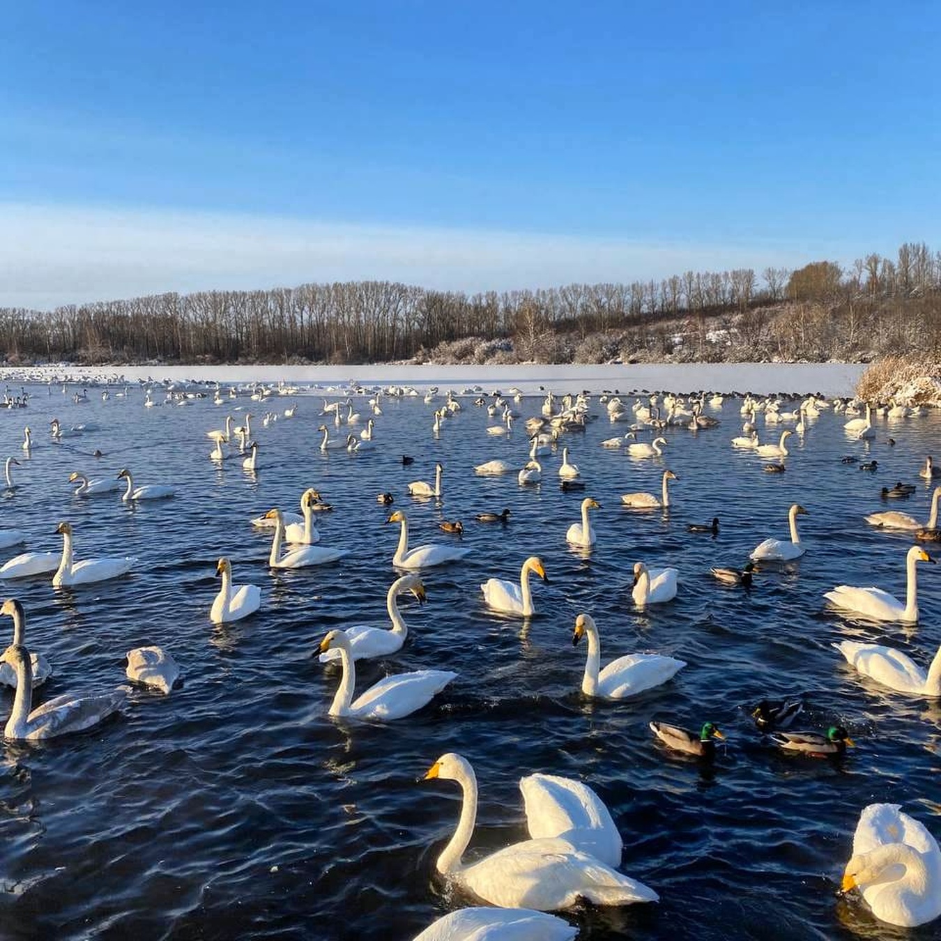 Лебединый заказник и дополнительно рекомендуем обед в стиле Гастроботаники (8/13)