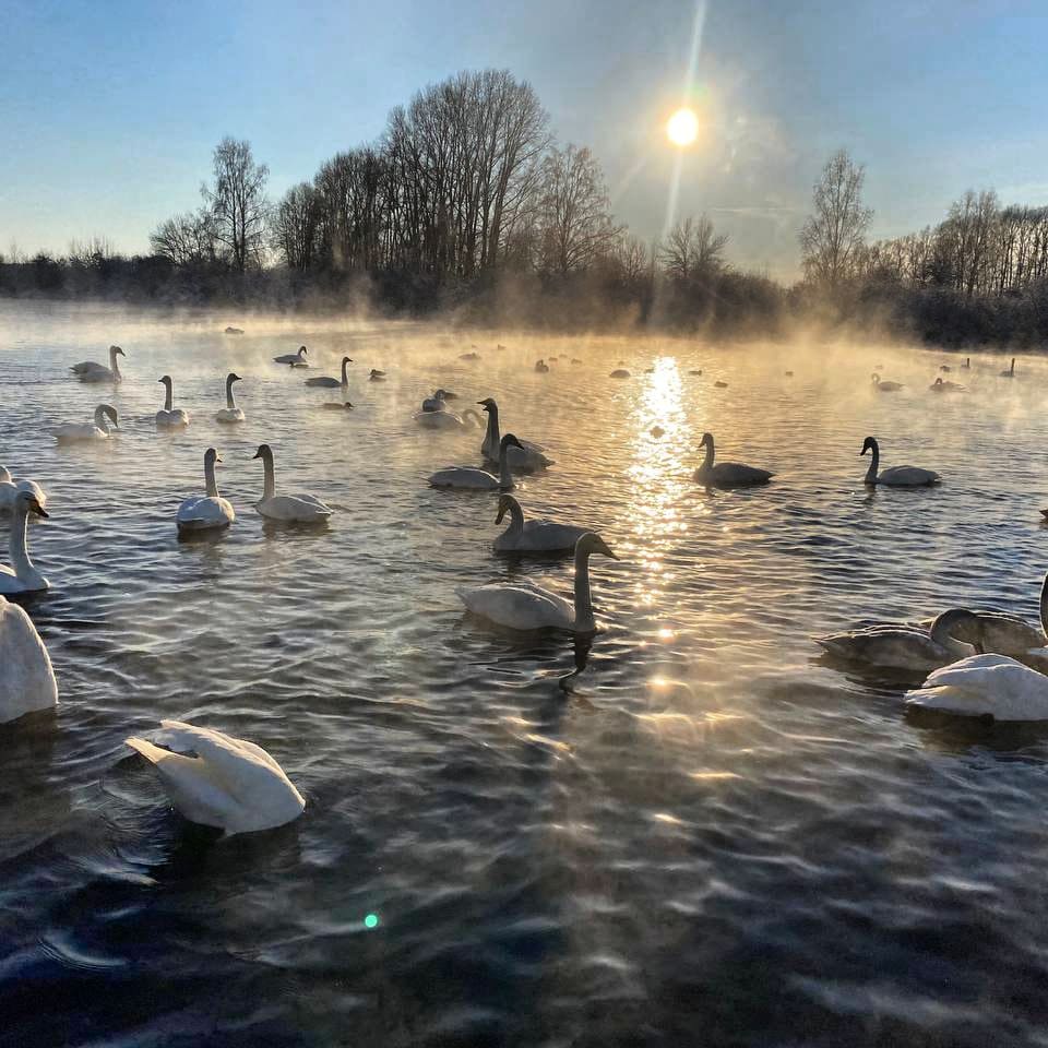 Лебединый заказник и дополнительно рекомендуем обед в стиле Гастроботаники (6/13)