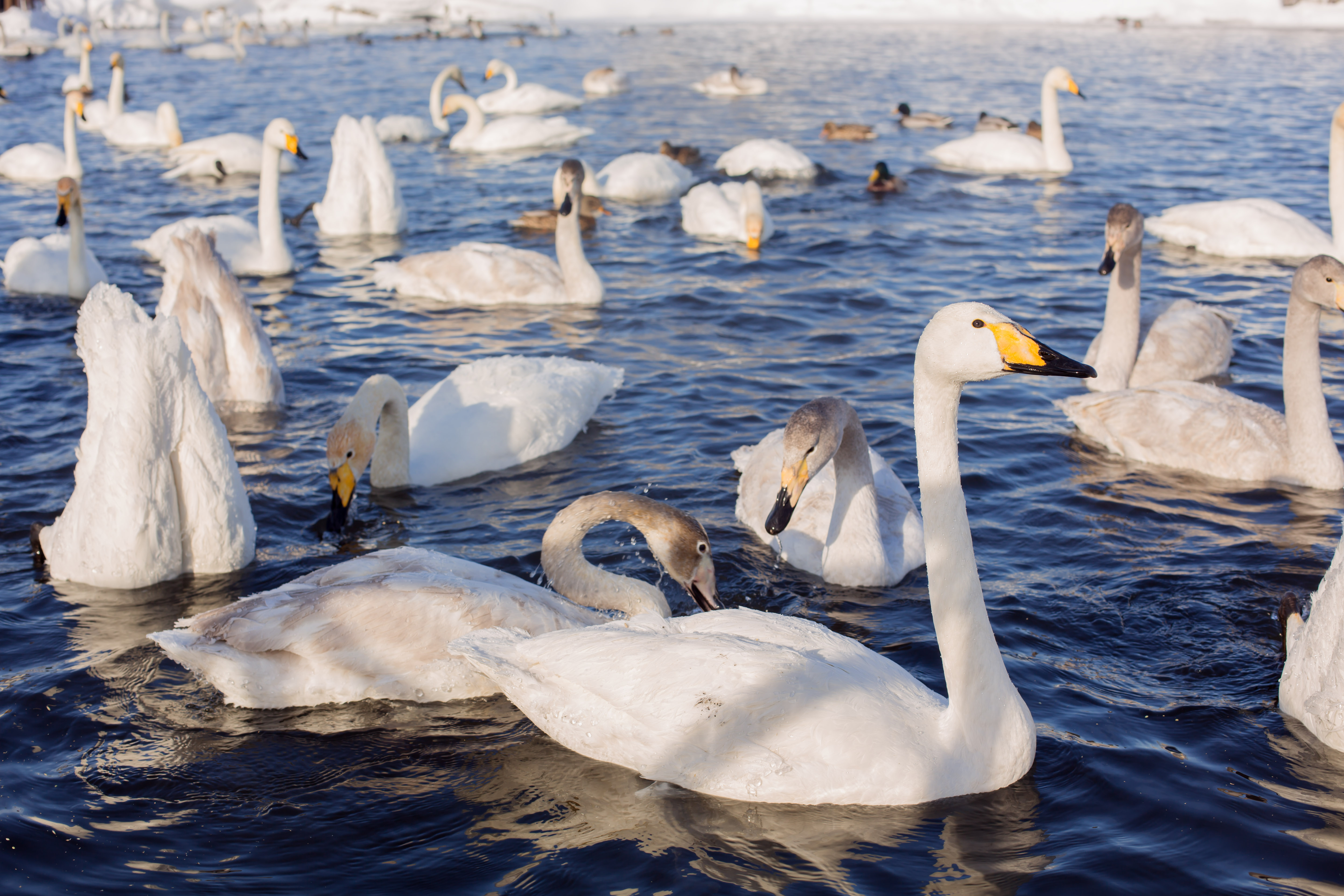 Лебединый заказник и дополнительно рекомендуем обед в стиле Гастроботаники (5/13)