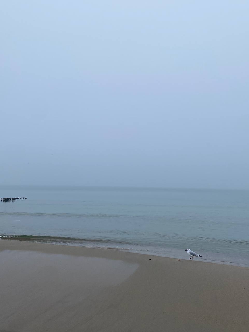 Балтийская пауза (Светлогорск, Куршская коса и Зеленоградск) (7/29)