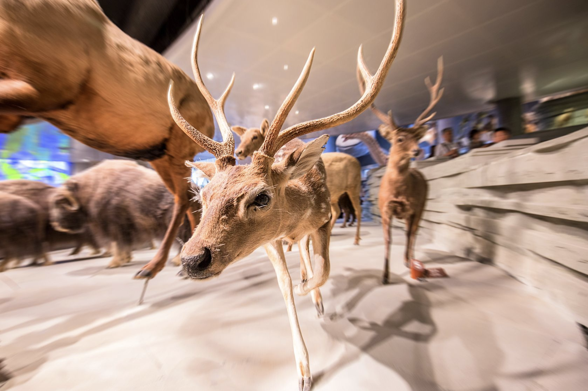 Китай — Большое Приключение Для Всей Семьи (23/58)