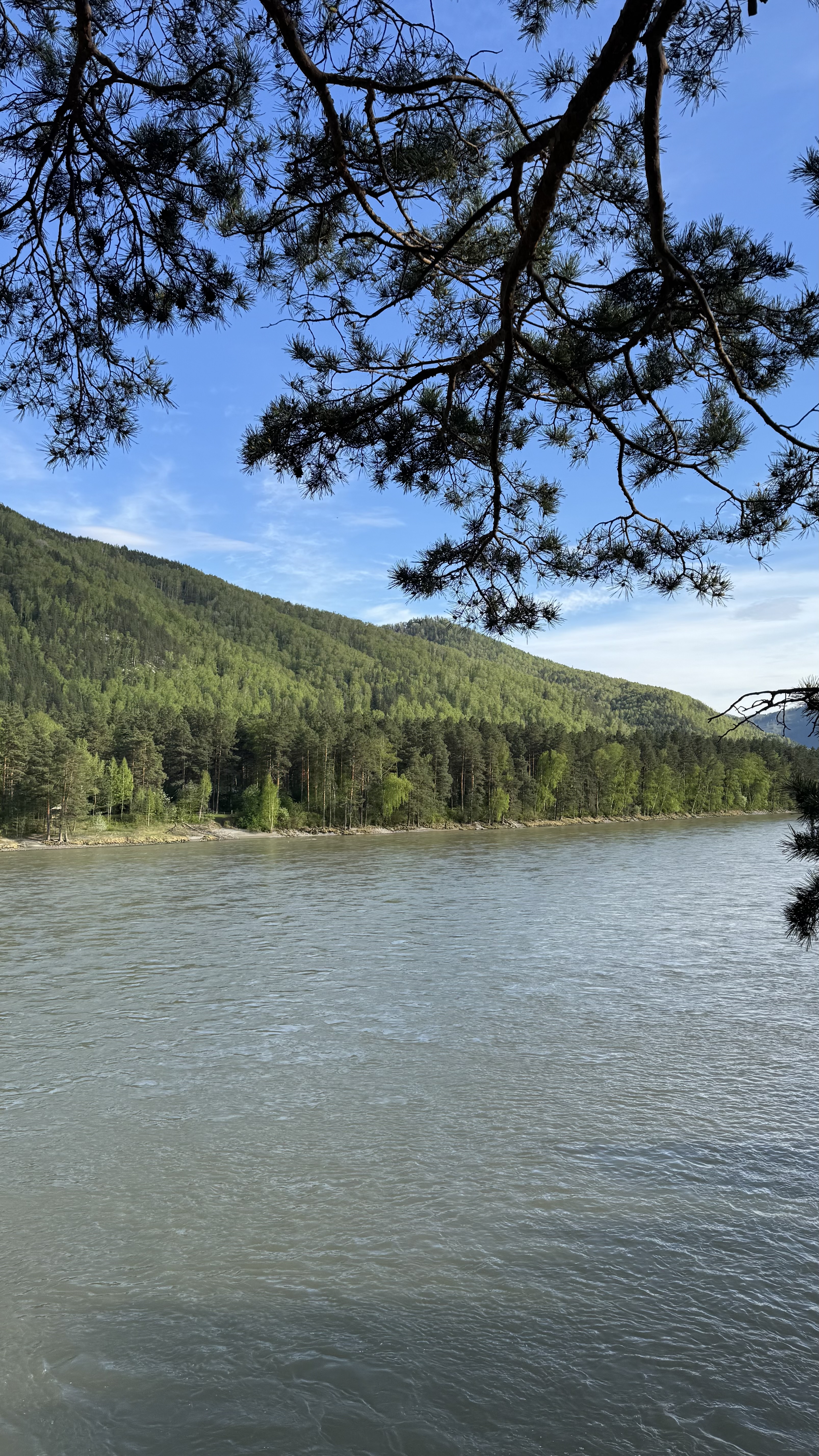 Цветение маральника