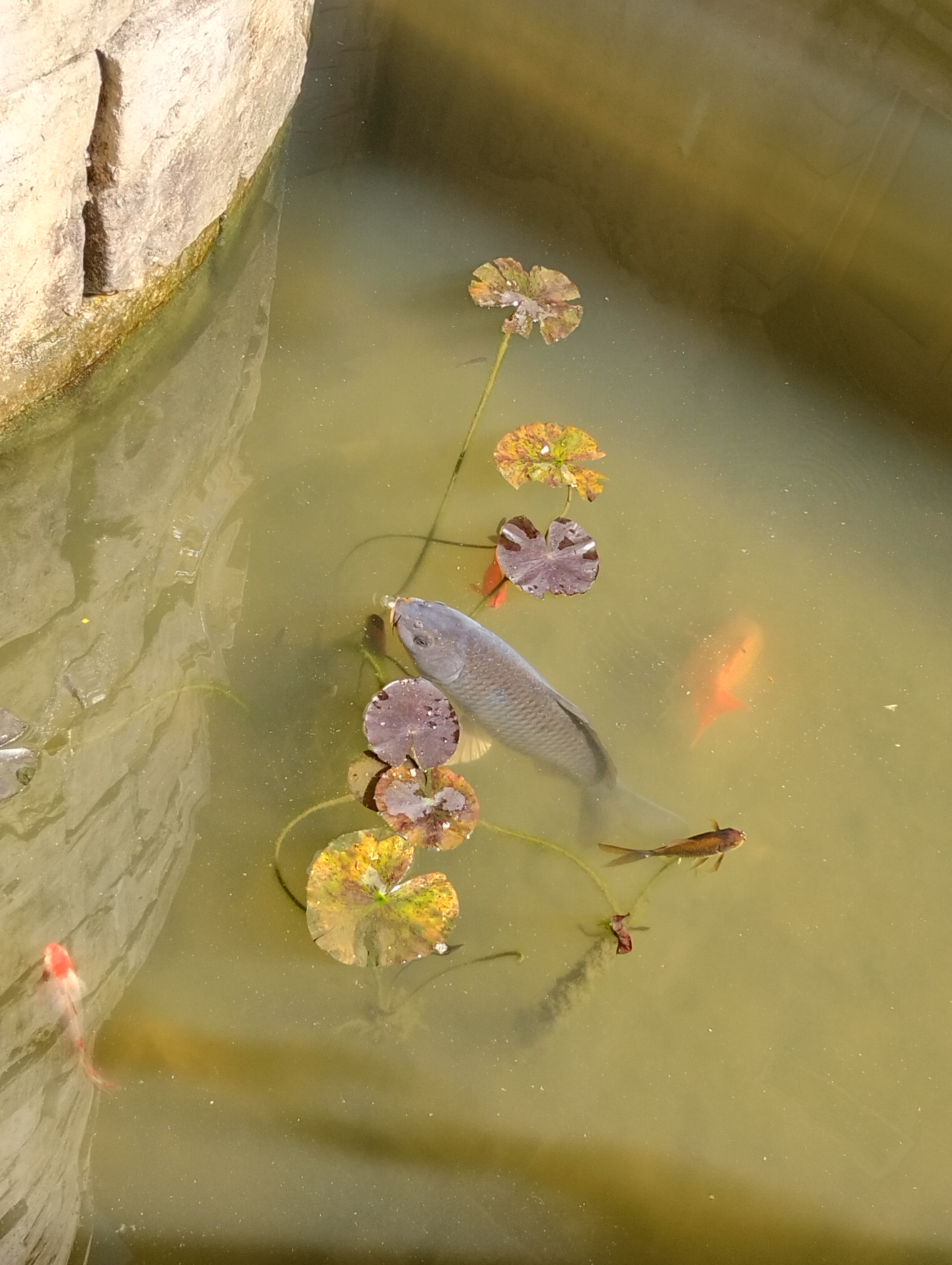 Из Дананга — на Бана Хиллс (18/23)