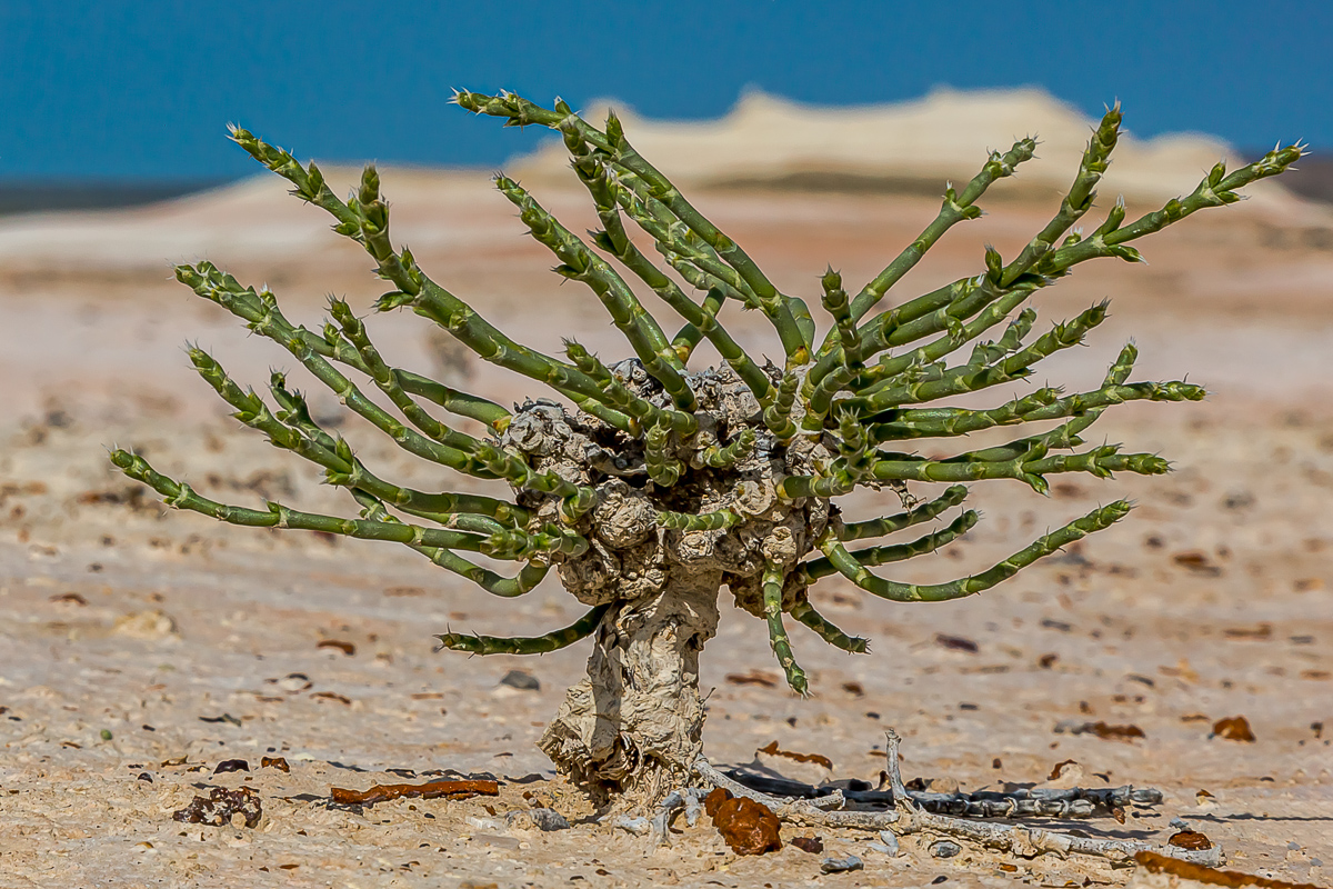 Великолепный Мангистау. Путешествие на другую планету (97/135)