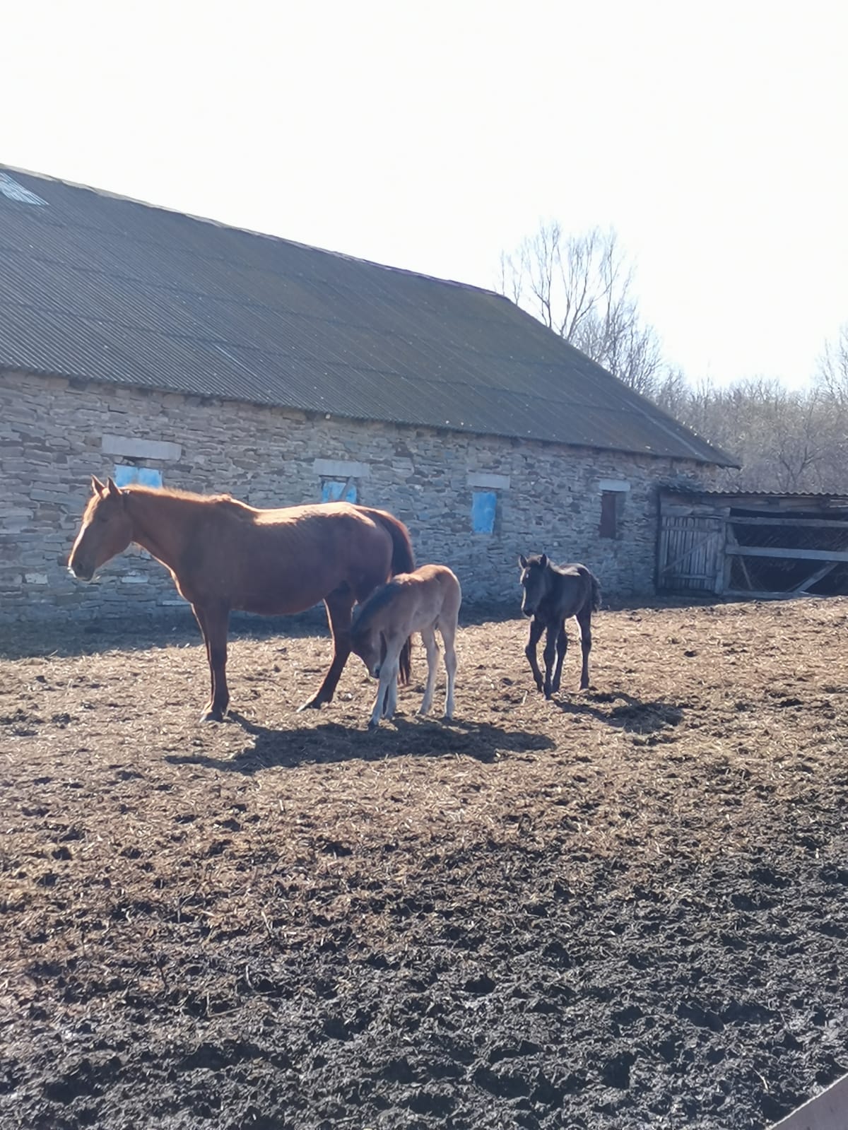 В гости к жеребятам (13/13)