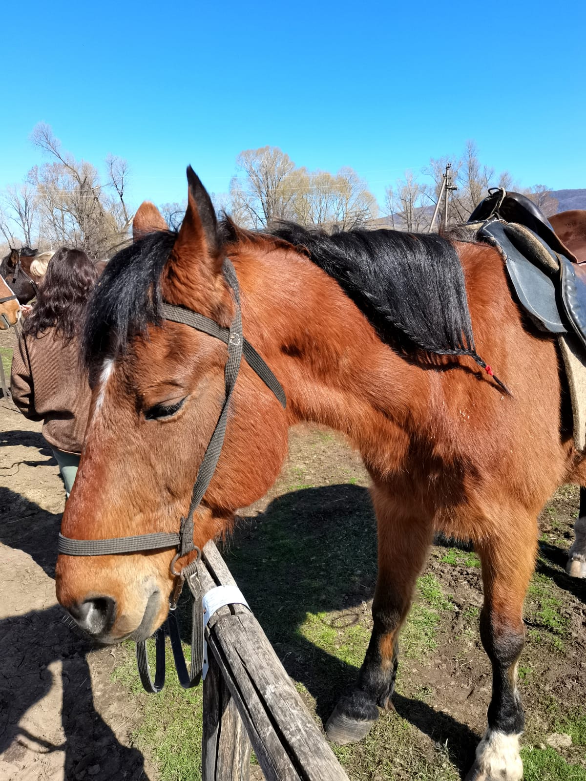 В гости к жеребятам (8/13)