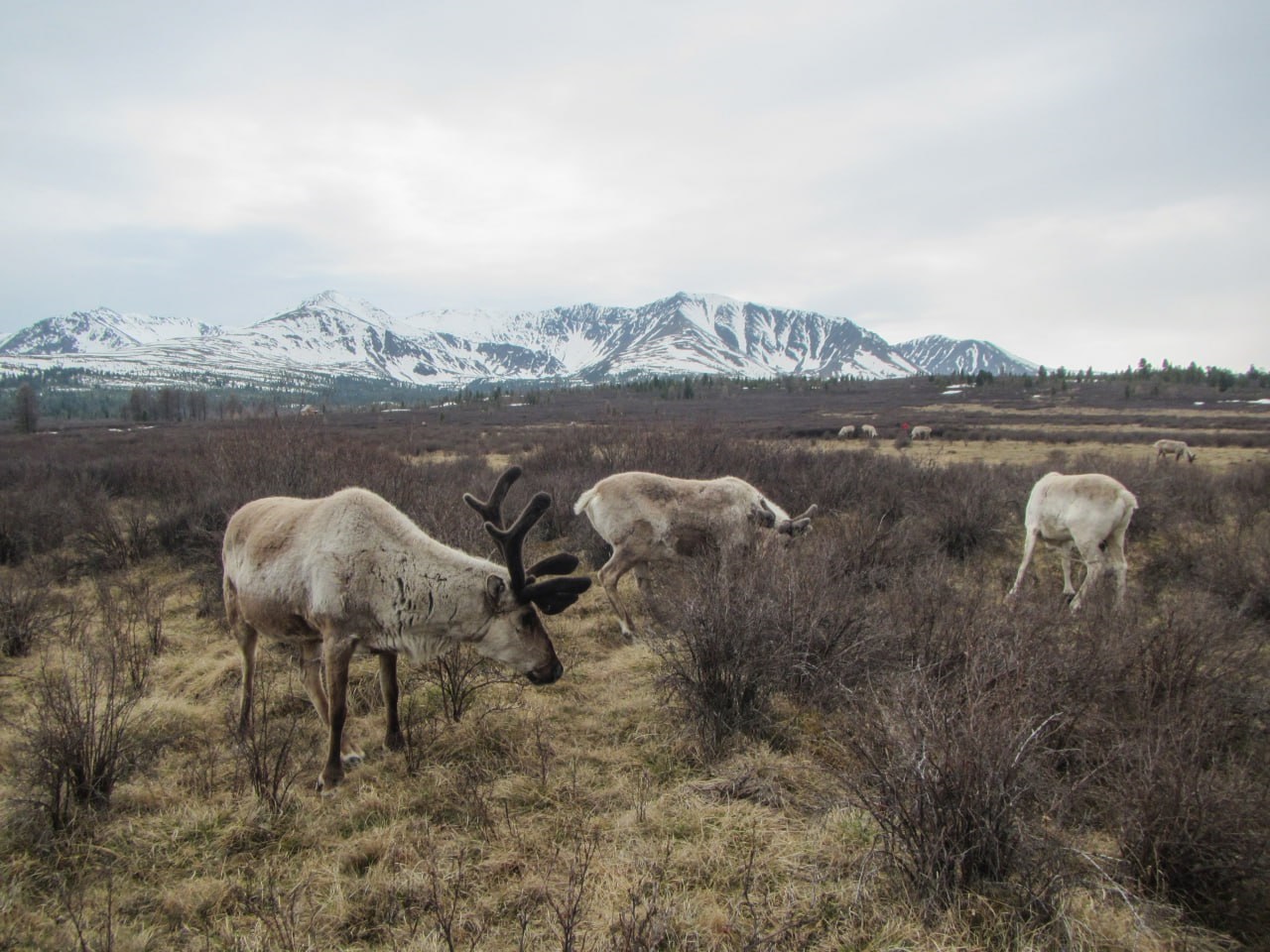 В Сердце Азии, 8 дней (11/11)