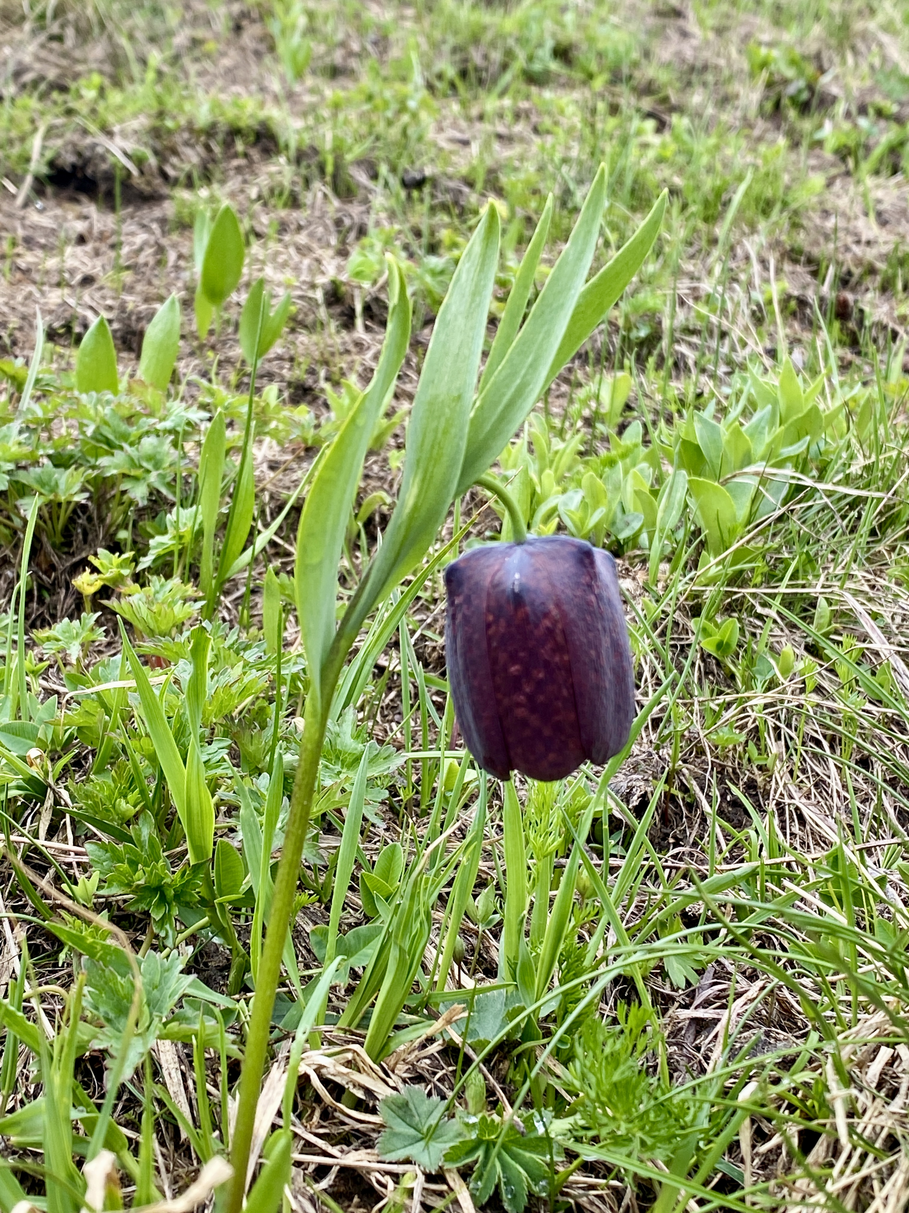 Приэльбрусье - знакомство с горами (27/38)