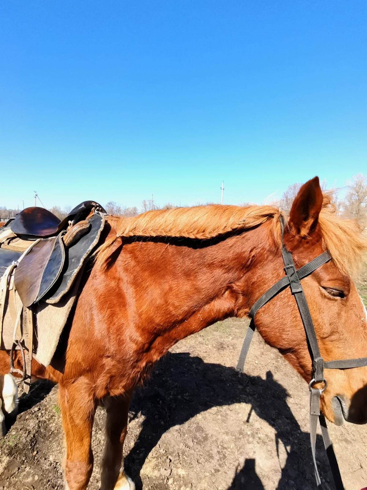 В гости к жеребятам (12/13)