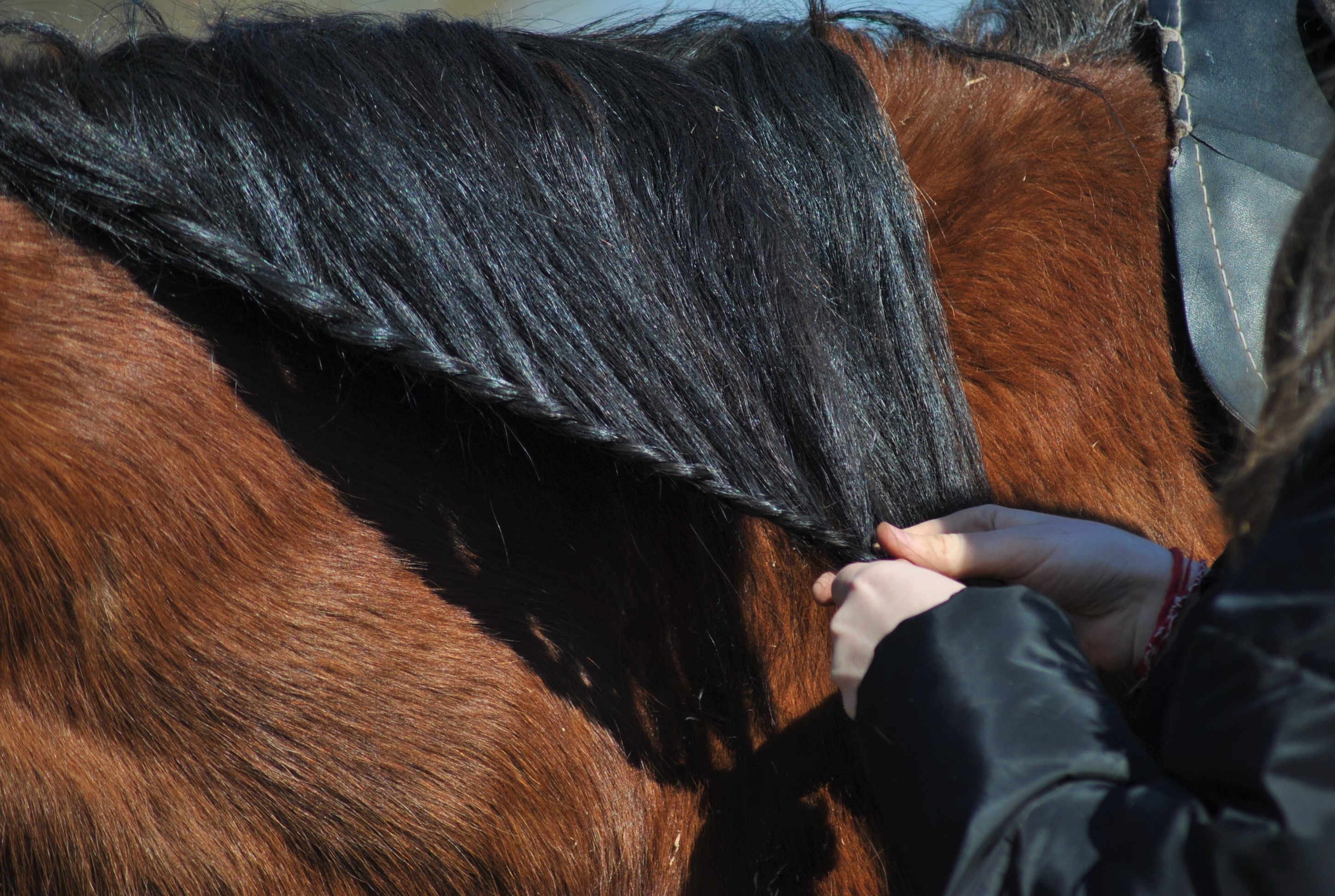 В гости к жеребятам (4/13)