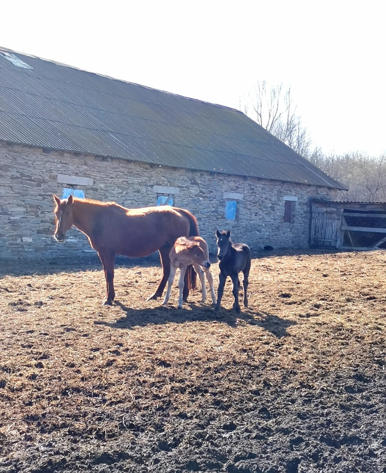 В гости к жеребятам (7/13)
