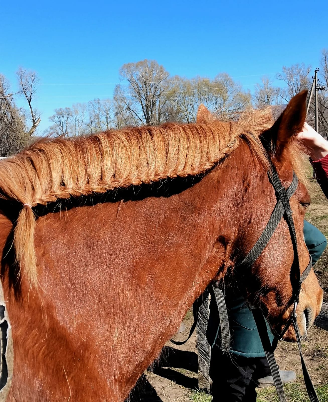 В гости к жеребятам (5/13)