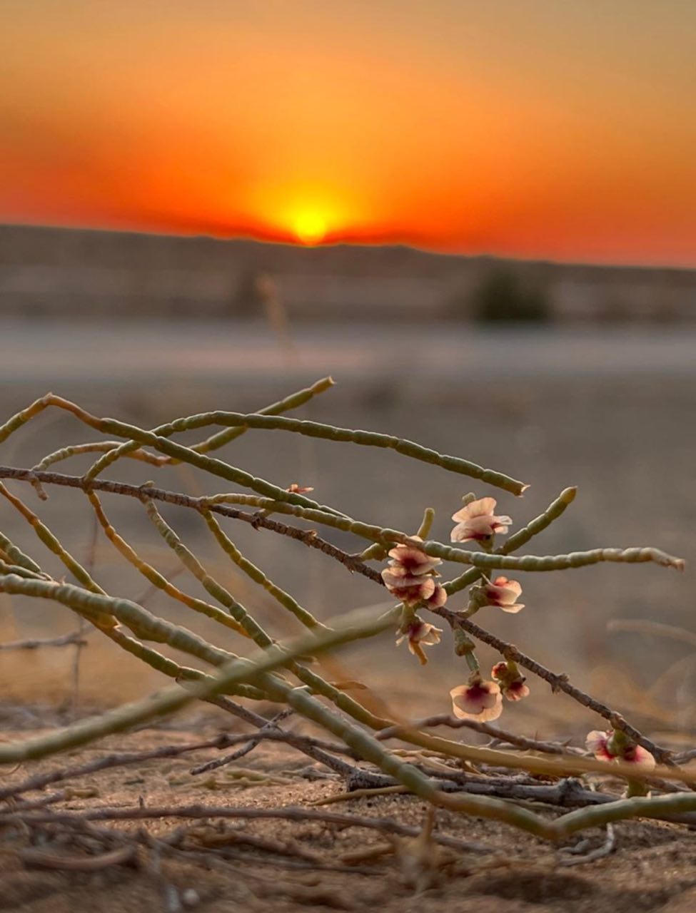Симфония Востока: Ташкент, Самарканд, Бухара, Хива (30/63)