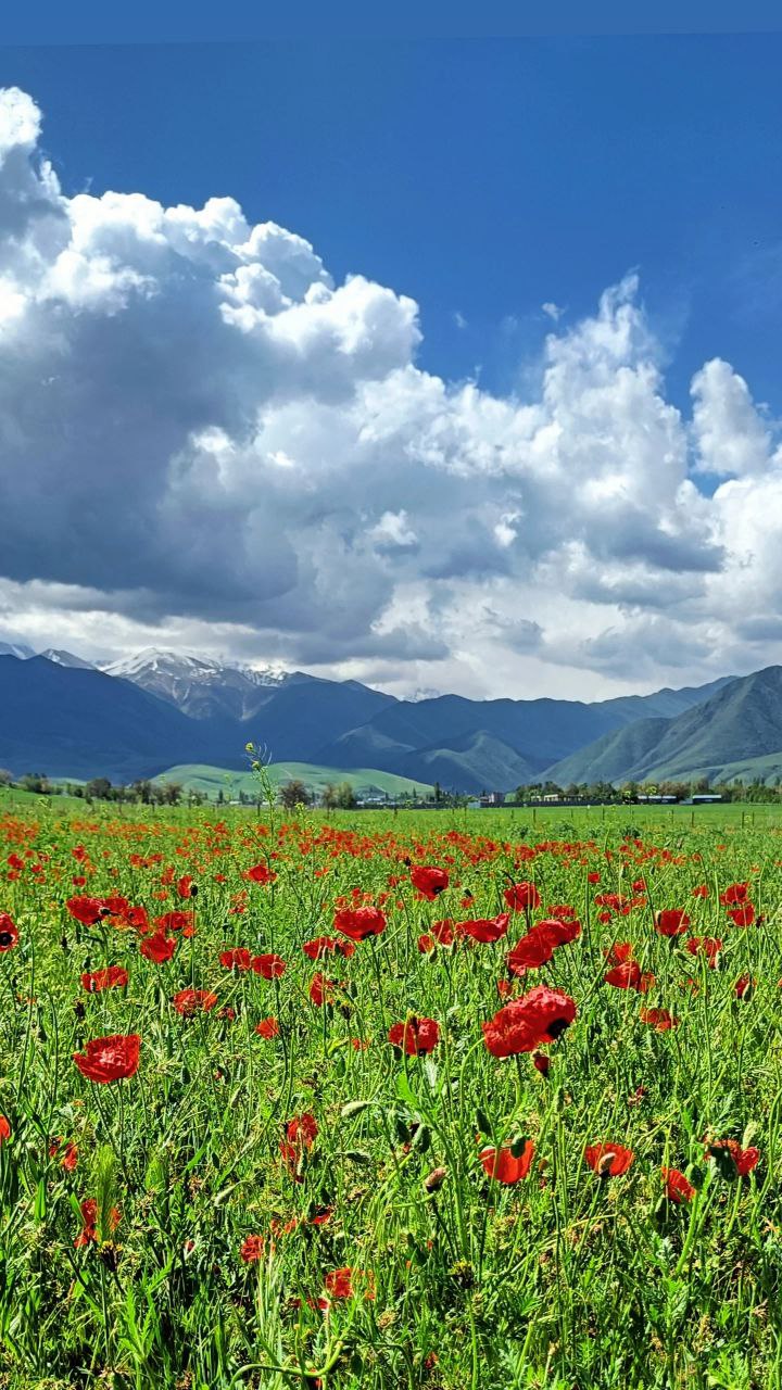 Цвет  настроения красный : Маковые поля Кыргызстана