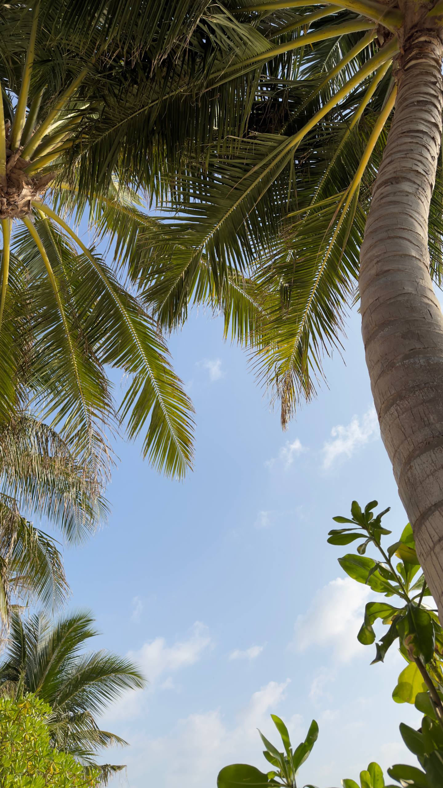 Сказочные Мальдивы.9 Дней на Райских Островах (25/87)