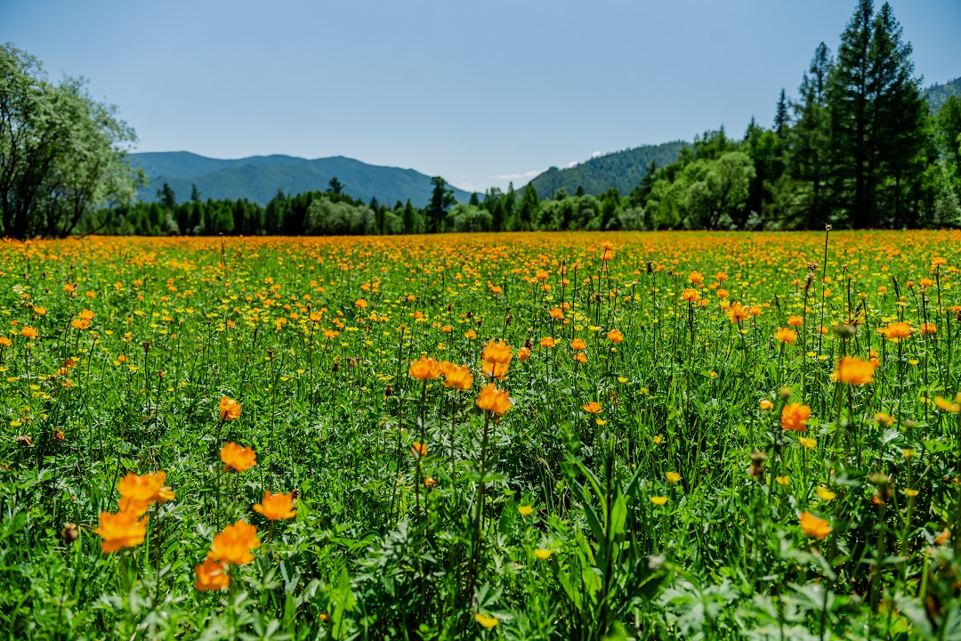 Весь Алтай за 4 дня (7/13)