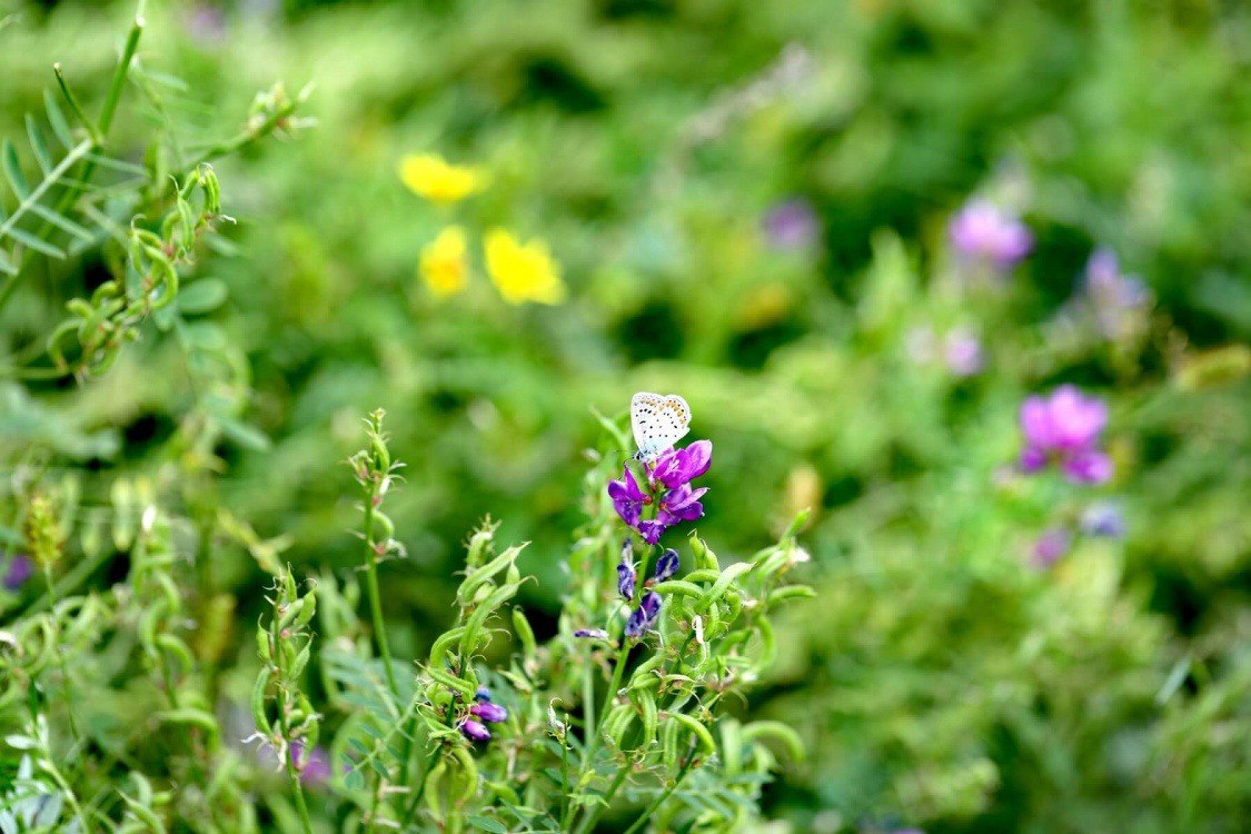 Вершины Адыгеи: Оштен и Фишт (поход) (20/43)