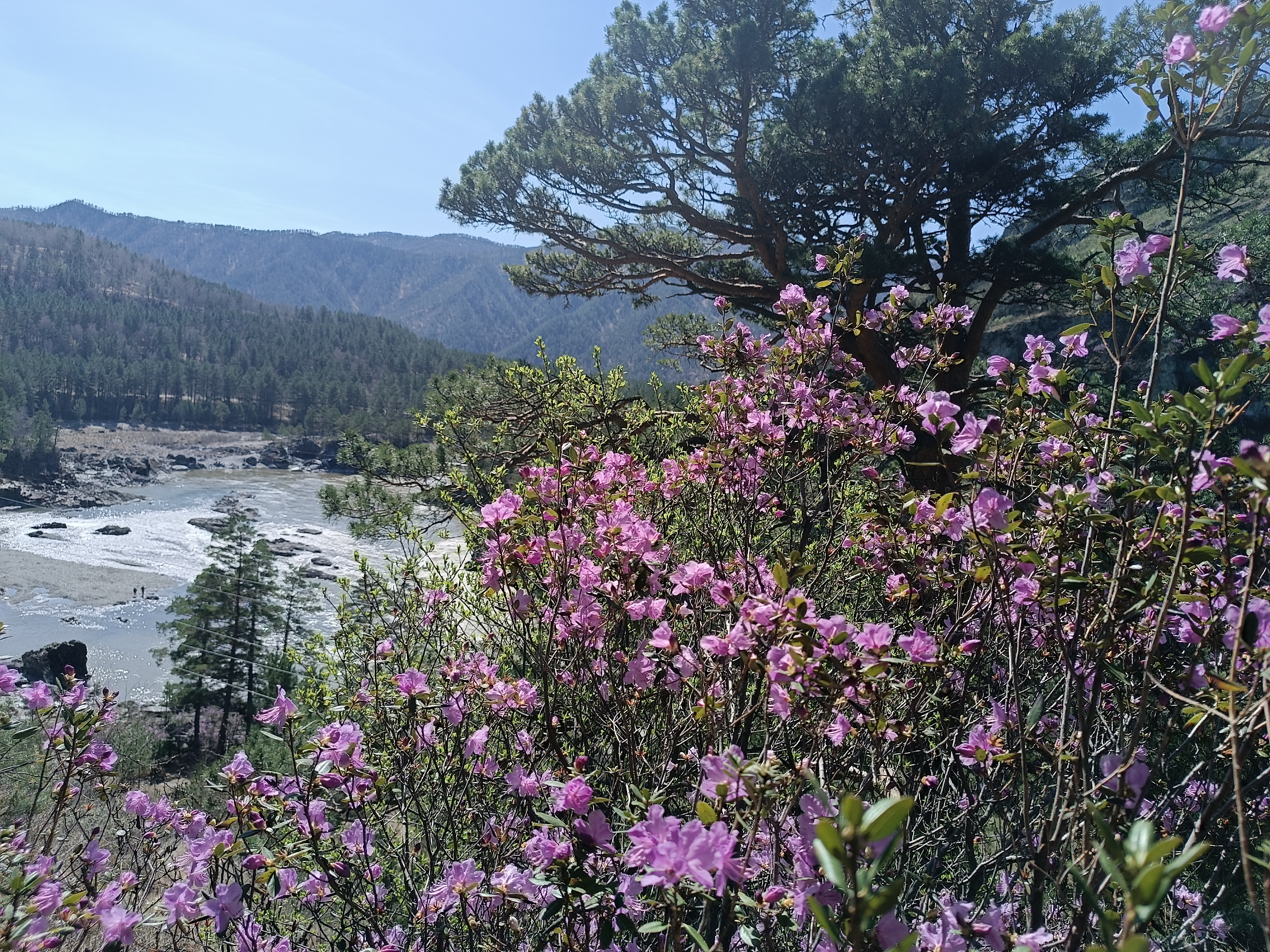 Однодневный фототур. Цветение маральника: Алтай в розовом цвету