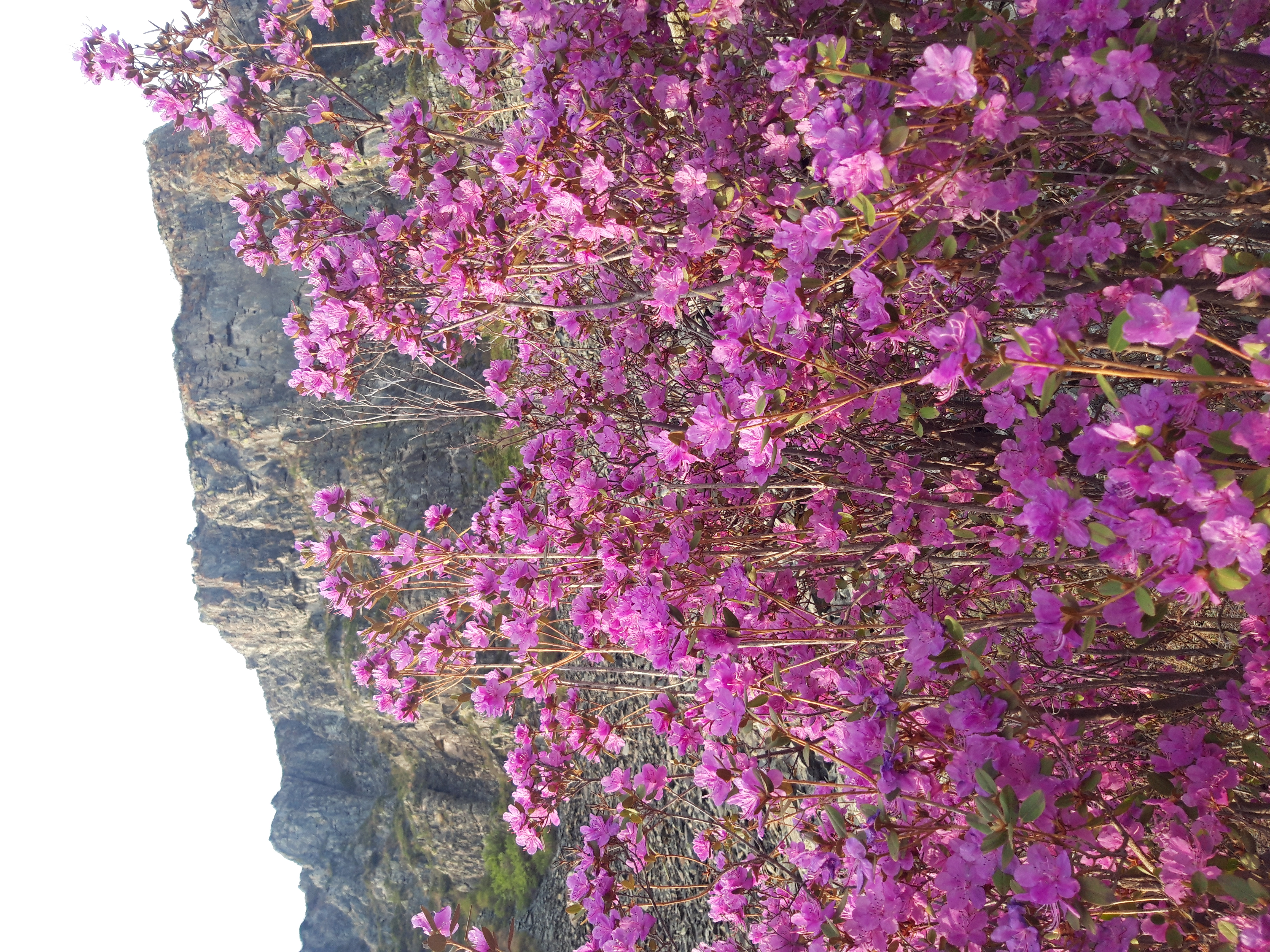 Однодневный фототур. Цветение маральника: Алтай в розовом цвету (3/10)