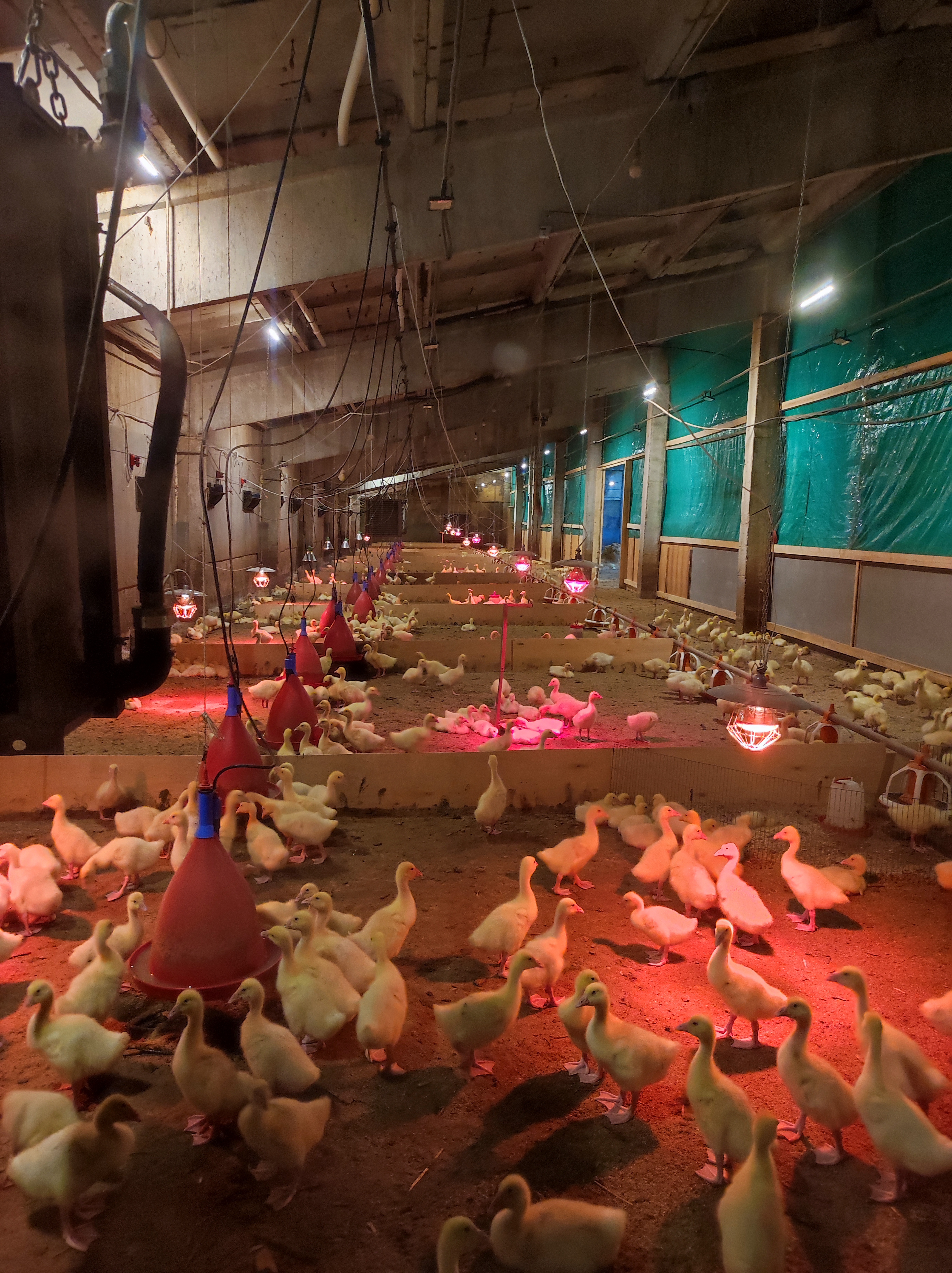 Кострома-Галич-Кологрив. Гусиная столица и мир Ефима Честнякова (13/27)