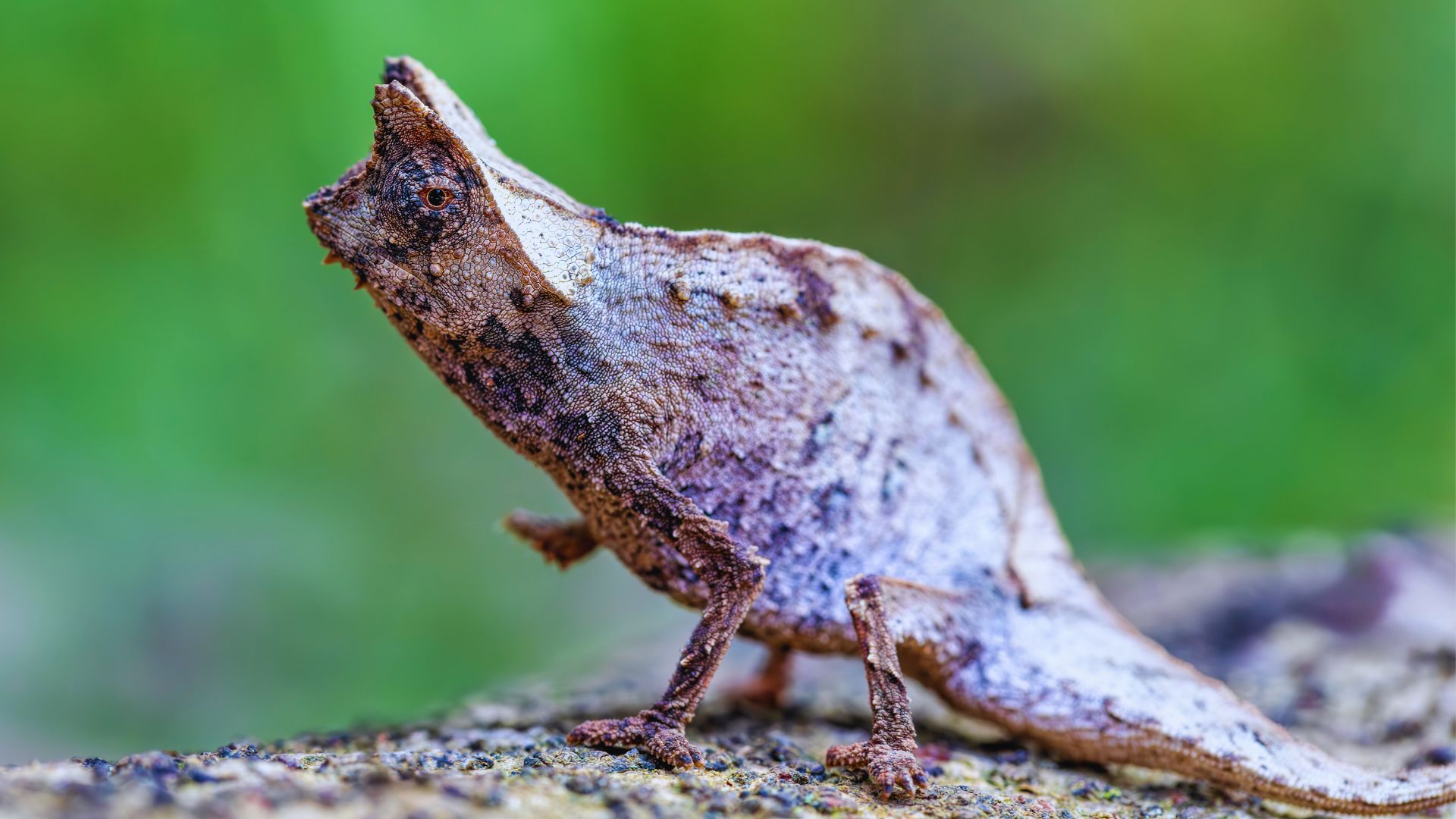 Мадагаскар: киты, пираты, лемуры, мертвецы и каменный лес