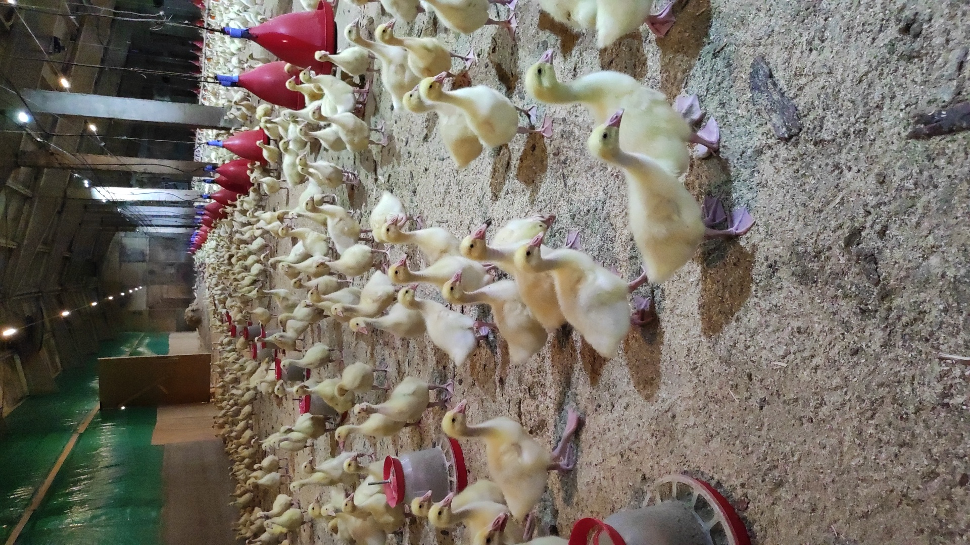 Кострома-Галич-Кологрив. Гусиная столица и мир Ефима Честнякова