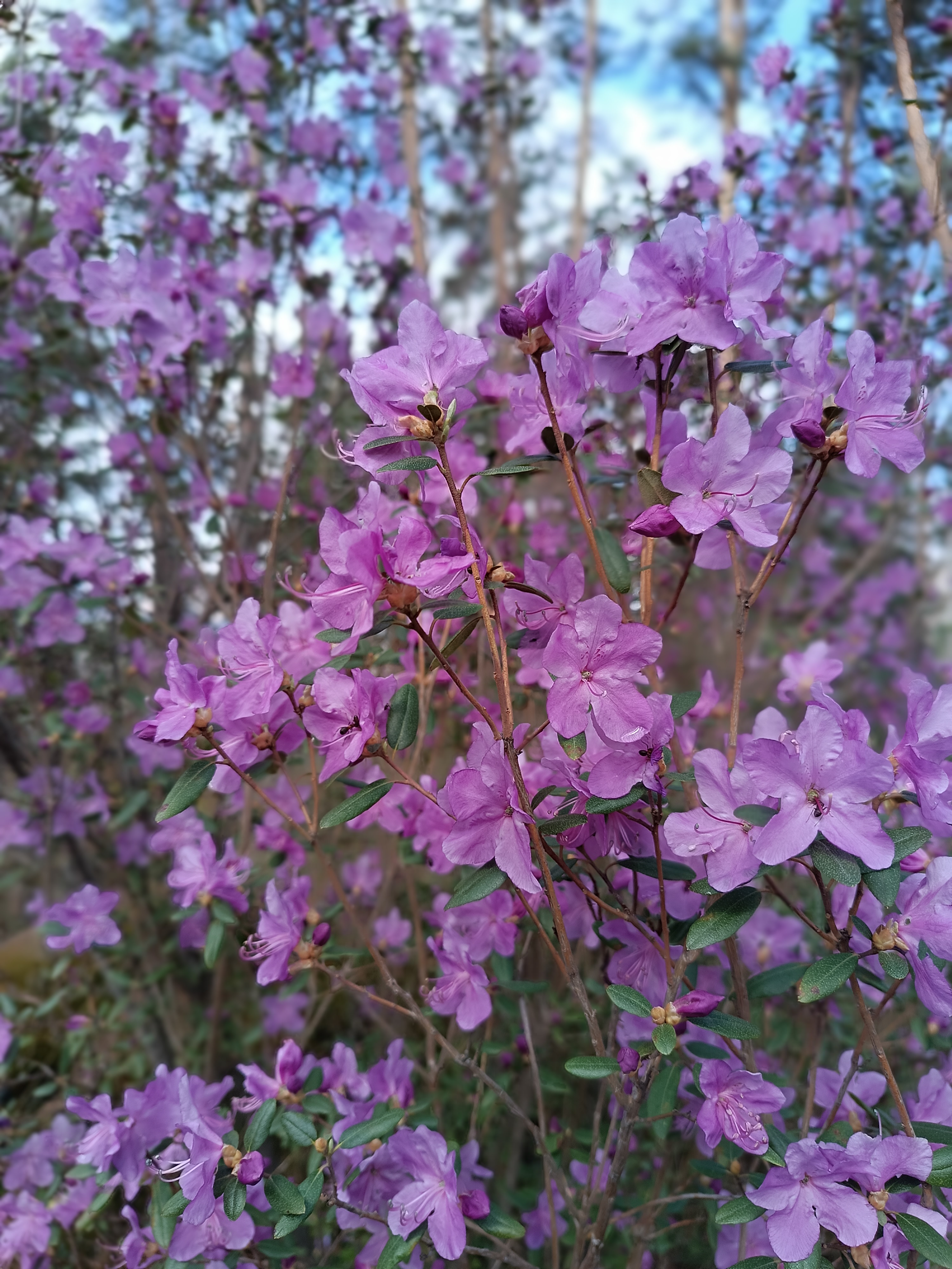 Однодневный фототур. Цветение маральника: Алтай в розовом цвету (4/10)