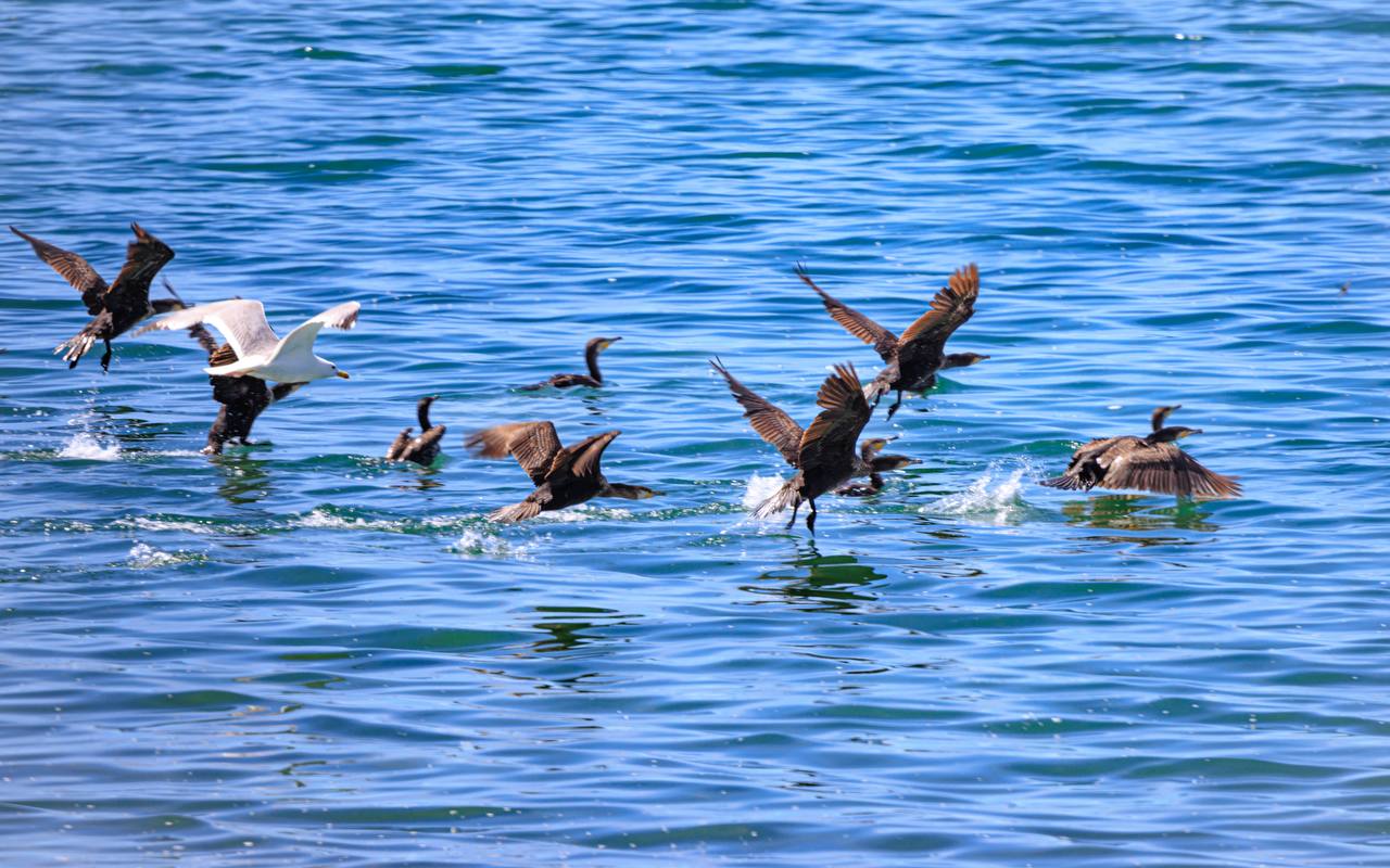 Цветущая Монголия. Озера и Барханы (4/47)