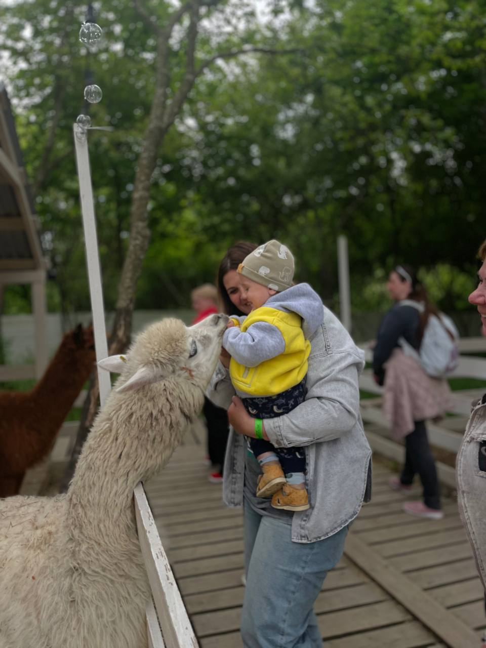 Горячий ключ + Ферма Альпак (12/13)