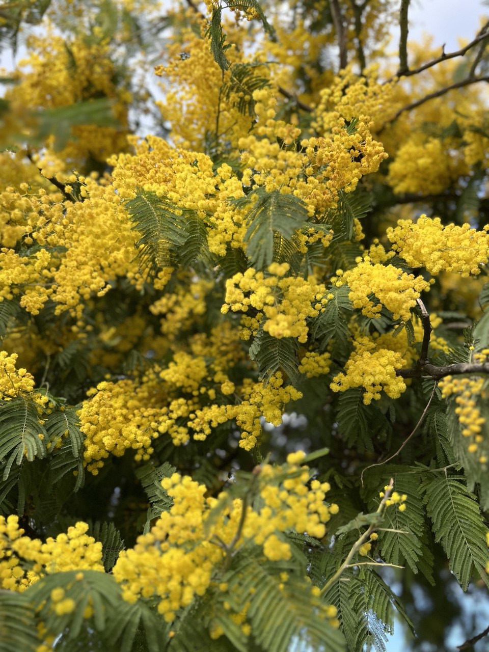 Вах! Легендарный джип-тур по-Абхазски + Малая Рица (98/137)