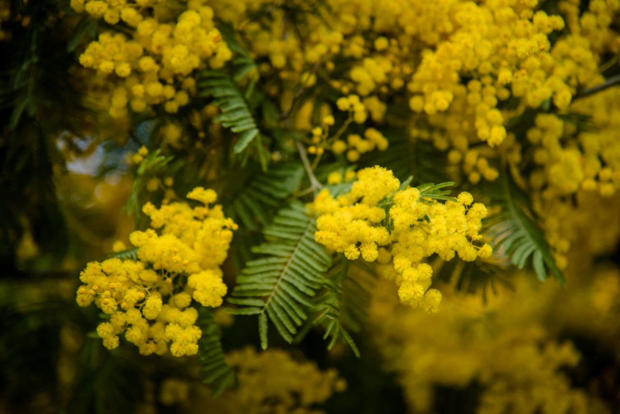 Вах! Легендарный джип-тур по-Абхазски + Малая Рица (123/137)