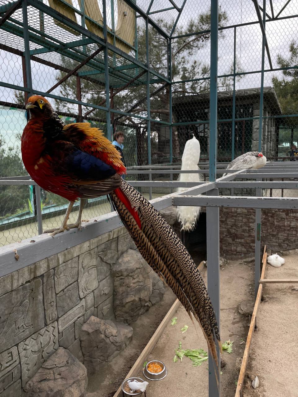 Сафари Парк + Геленджик Набережная (11/12)