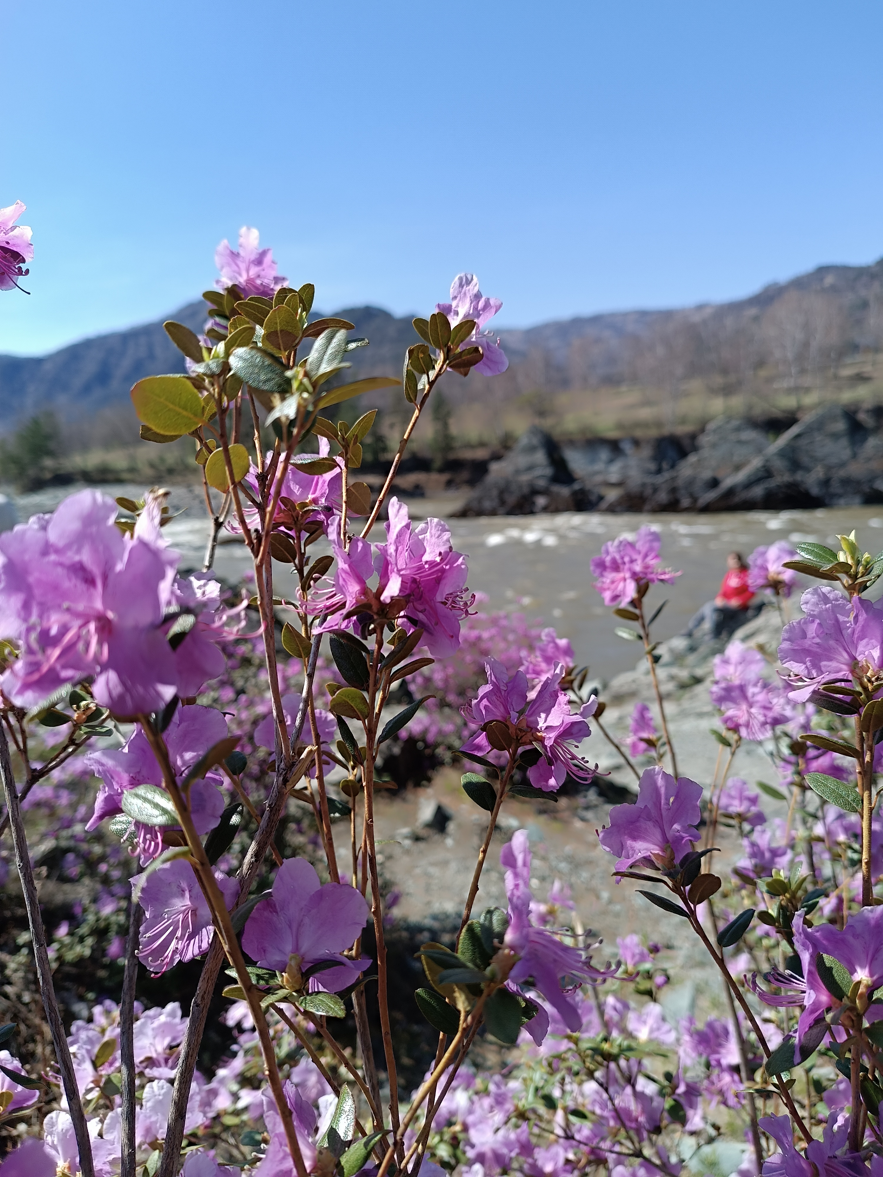 Однодневный фототур. Цветение маральника: Алтай в розовом цвету (5/10)