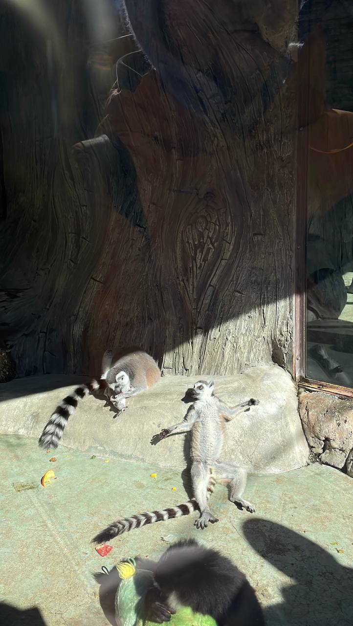 Сафари Парк + Геленджик Набережная (3/12)