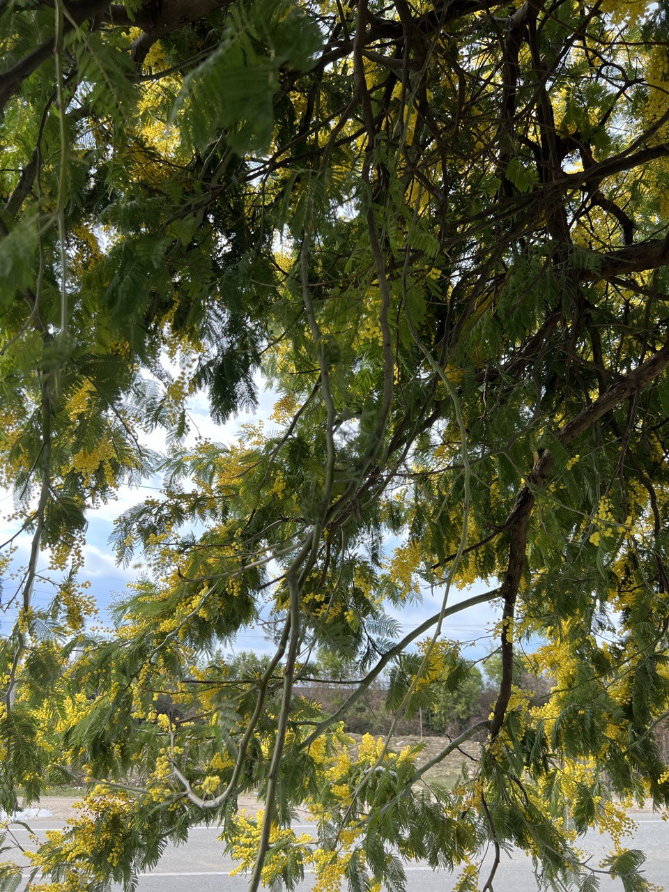 Вах! Легендарный джип-тур по-Абхазски + Малая Рица (122/137)