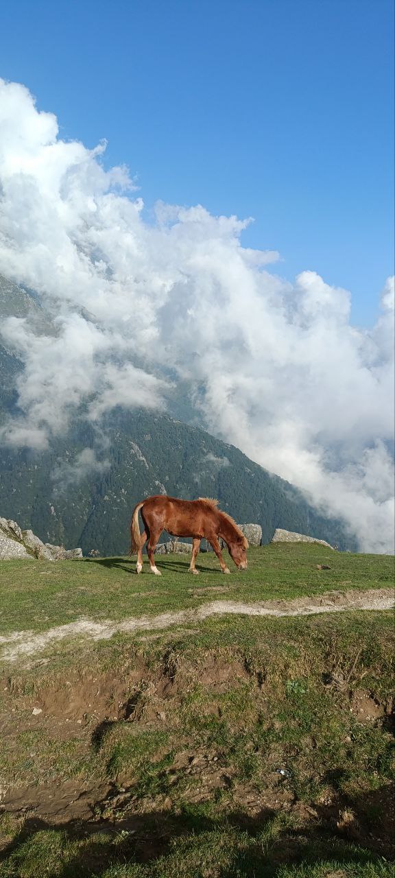 К Далай-Ламе на майские: мини-путешествие в Гималаи (6/17)