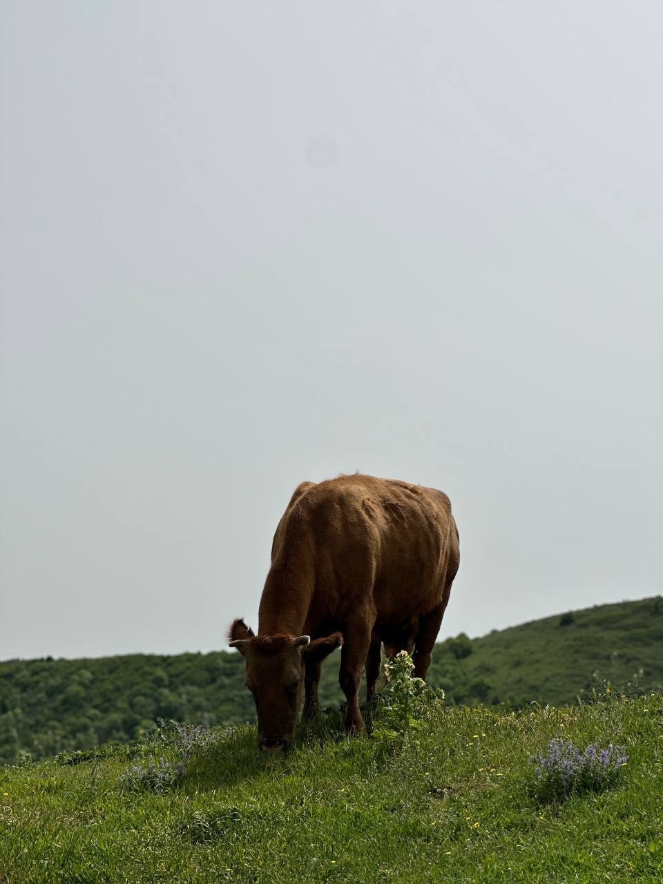 Грузия. Тбилиси и рядом. Тур с религиоведом (5/22)