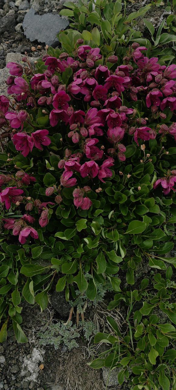 Первое знакомство с Камчаткой (тур для компаний 1-4 чел., цена за всех) (3/17)