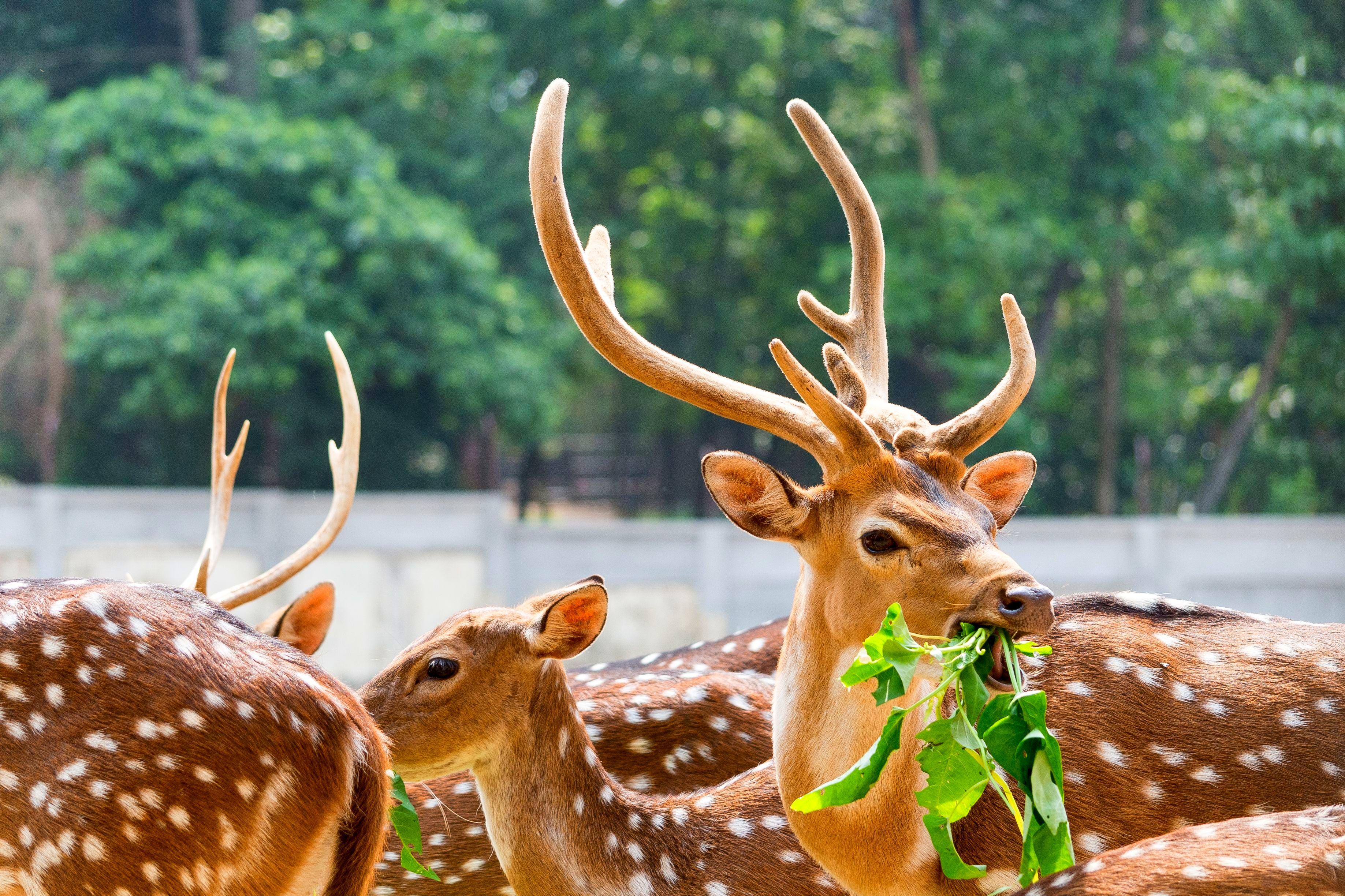 Япония: Алое путешествие (15/50)