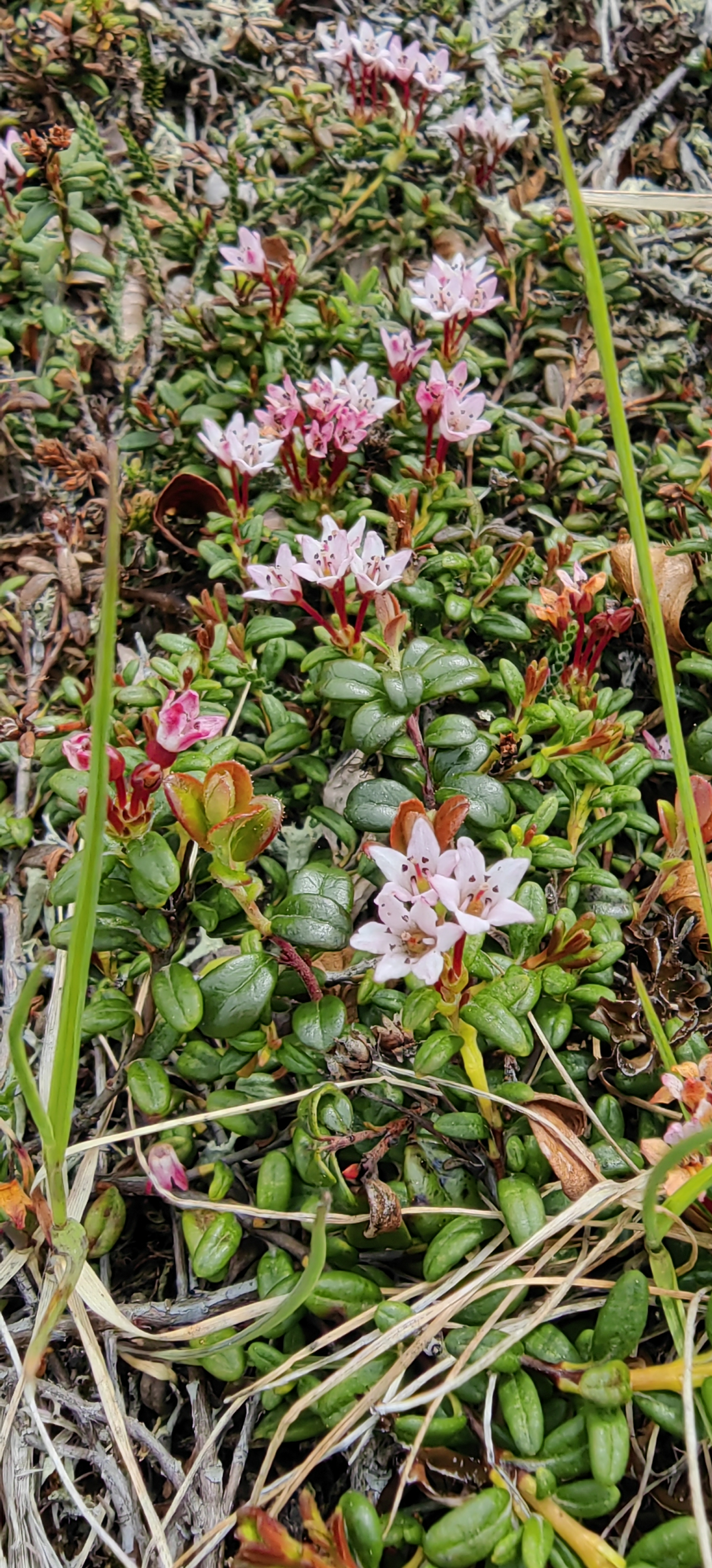 Джип-тур в край гор и водопадов (тур для компаний 1-4 чел., цена за всех) (2/29)